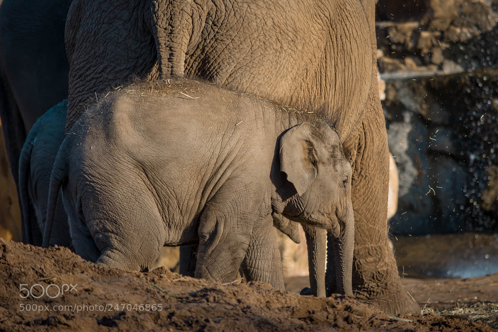 Nikon D5200 sample photo. Baby elephant photography