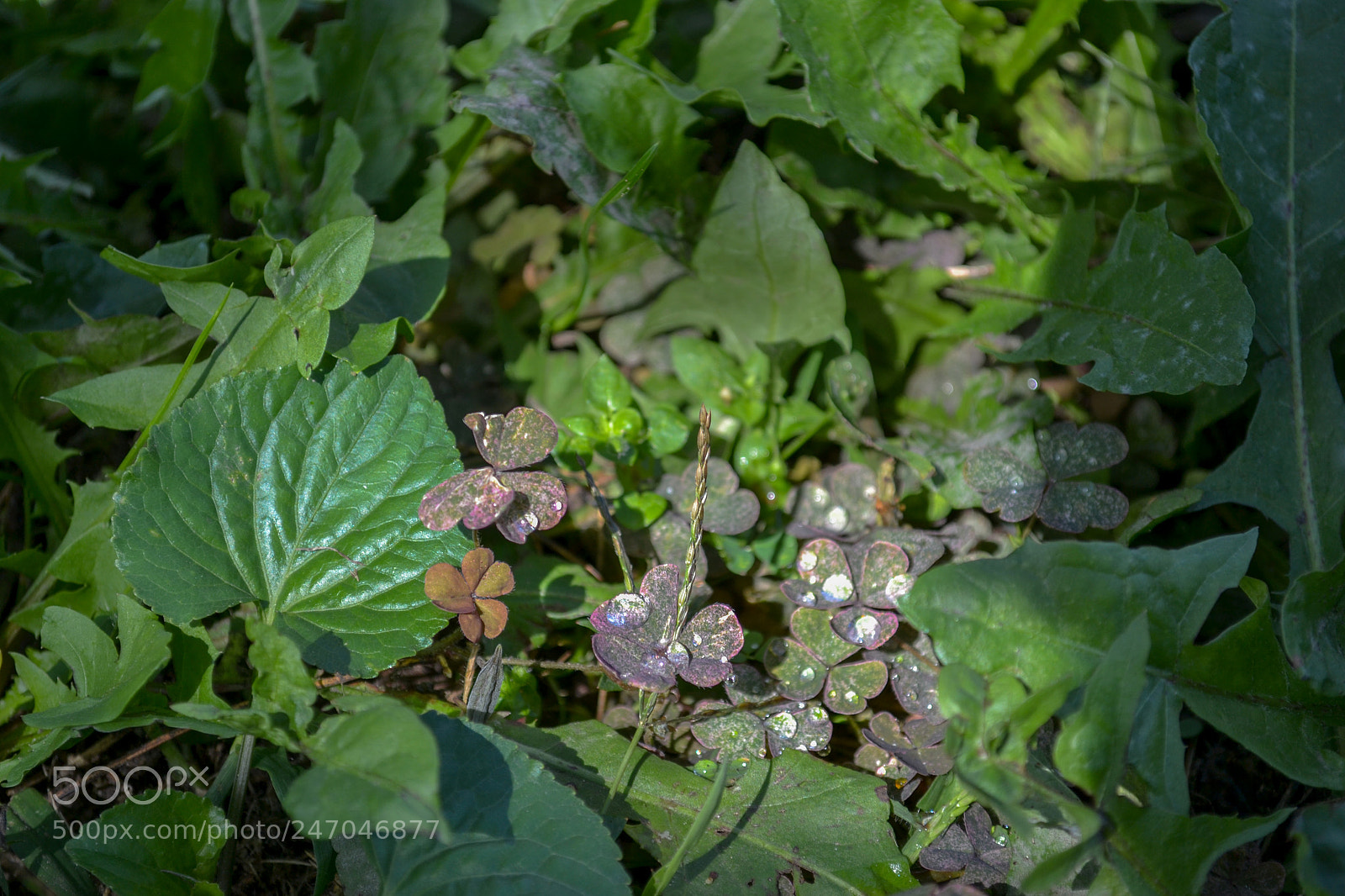 Nikon D3100 sample photo. September dew long gone photography
