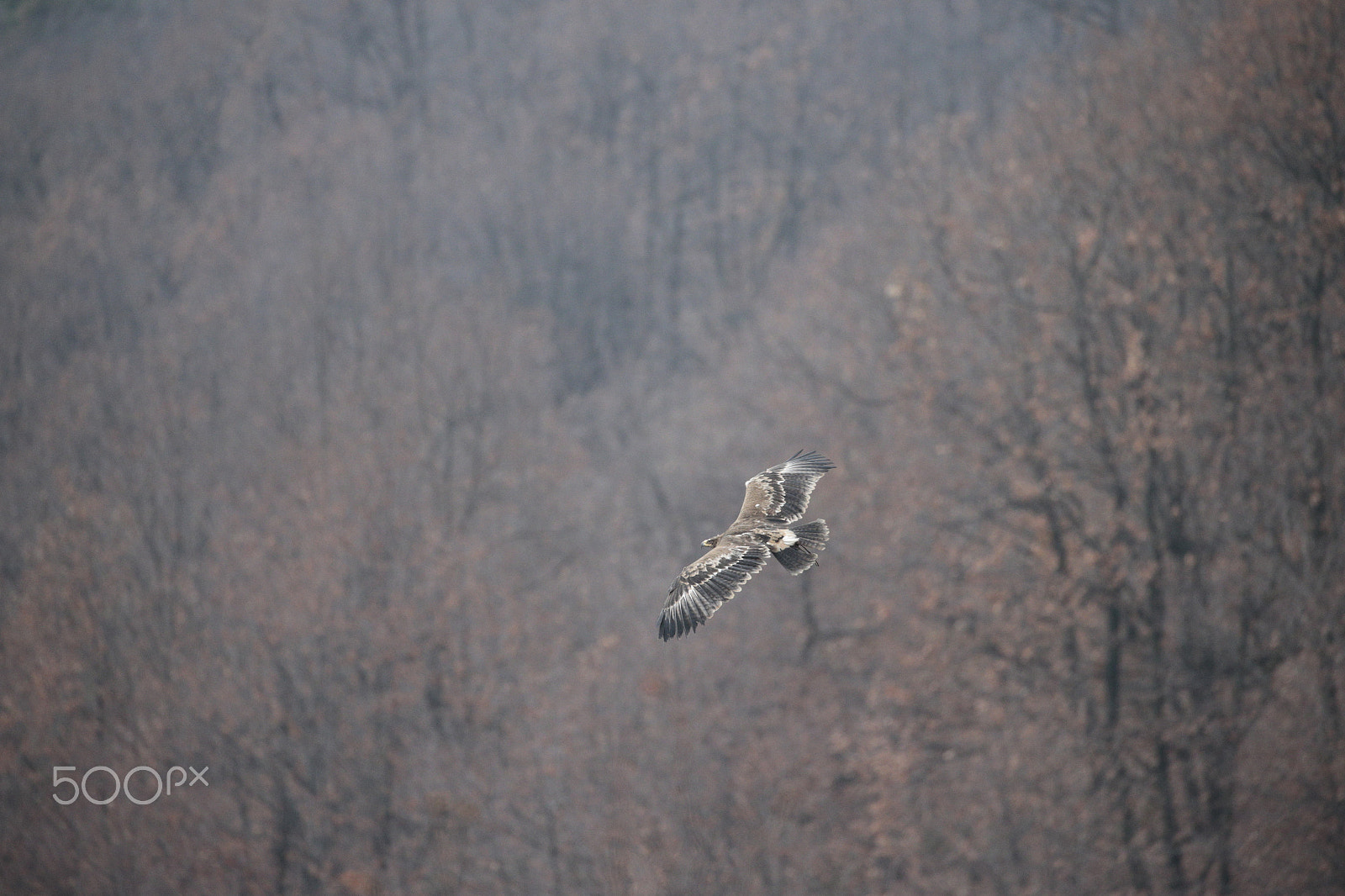 Canon EOS-1D X + Canon EF 100-400mm F4.5-5.6L IS II USM sample photo. Down in the woods ! photography