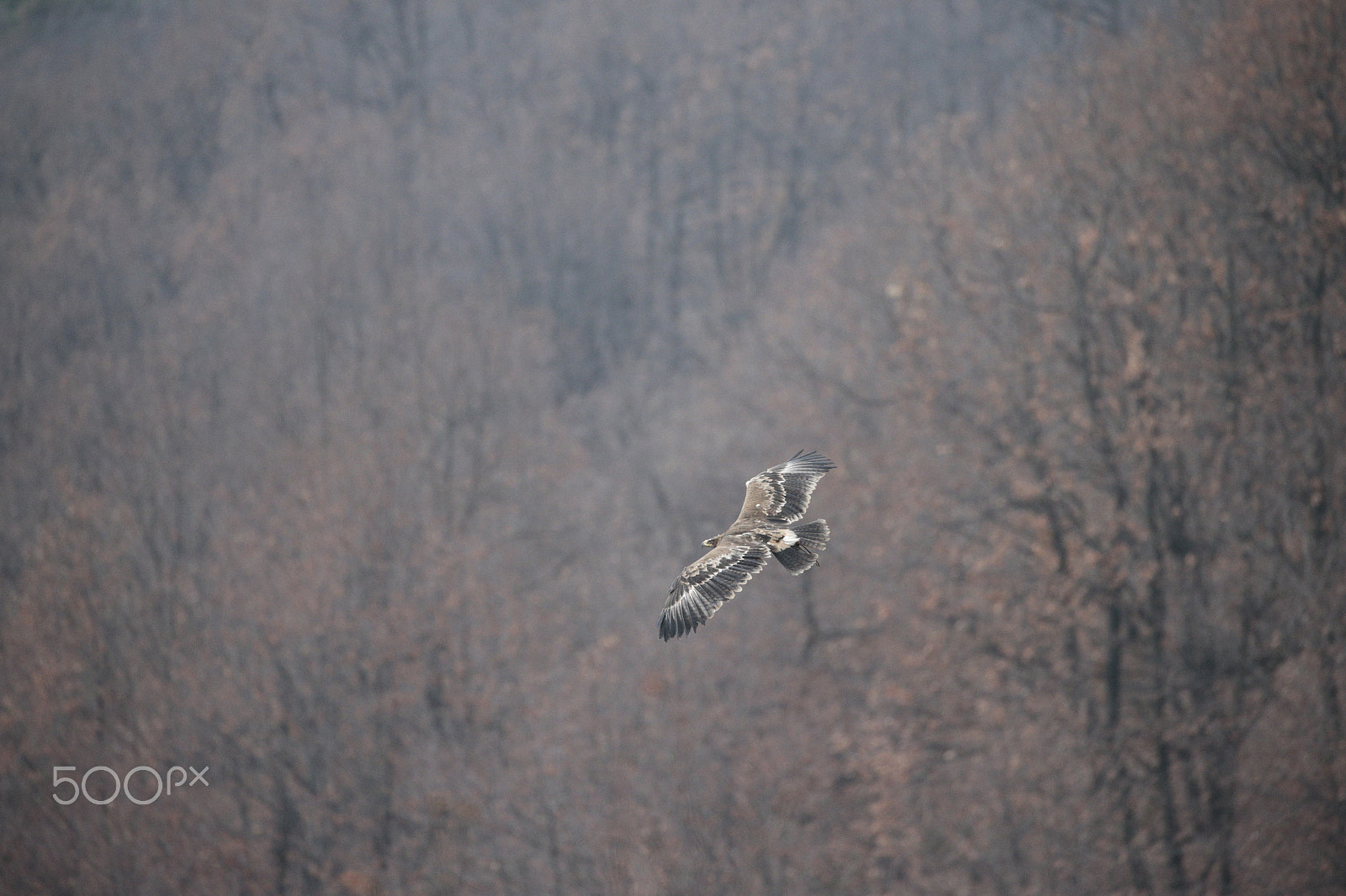 Canon EOS-1D X sample photo. Down in the woods ! photography