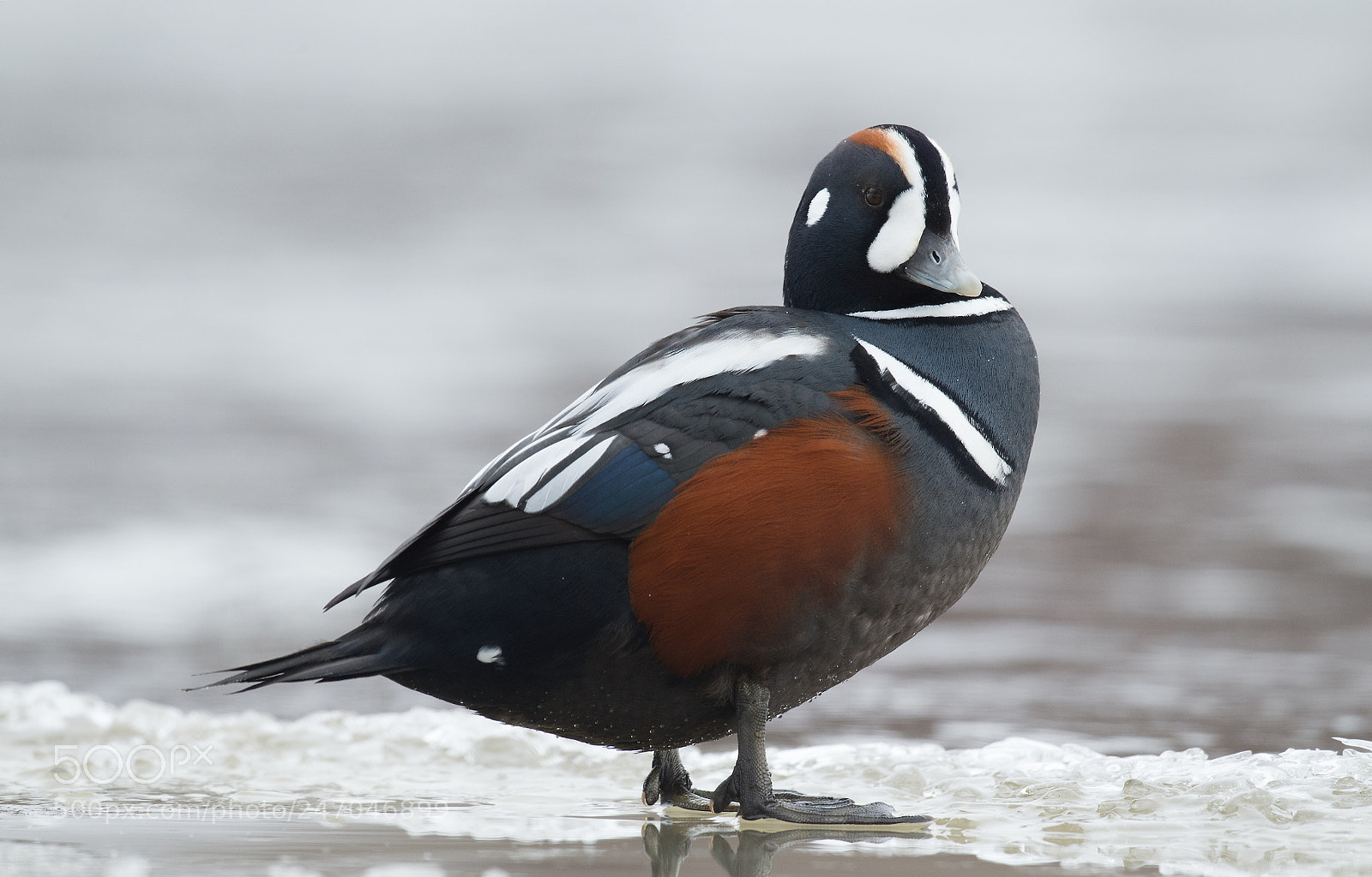 Nikon D4 sample photo. Arlequin plongeur / harlequin duck photography