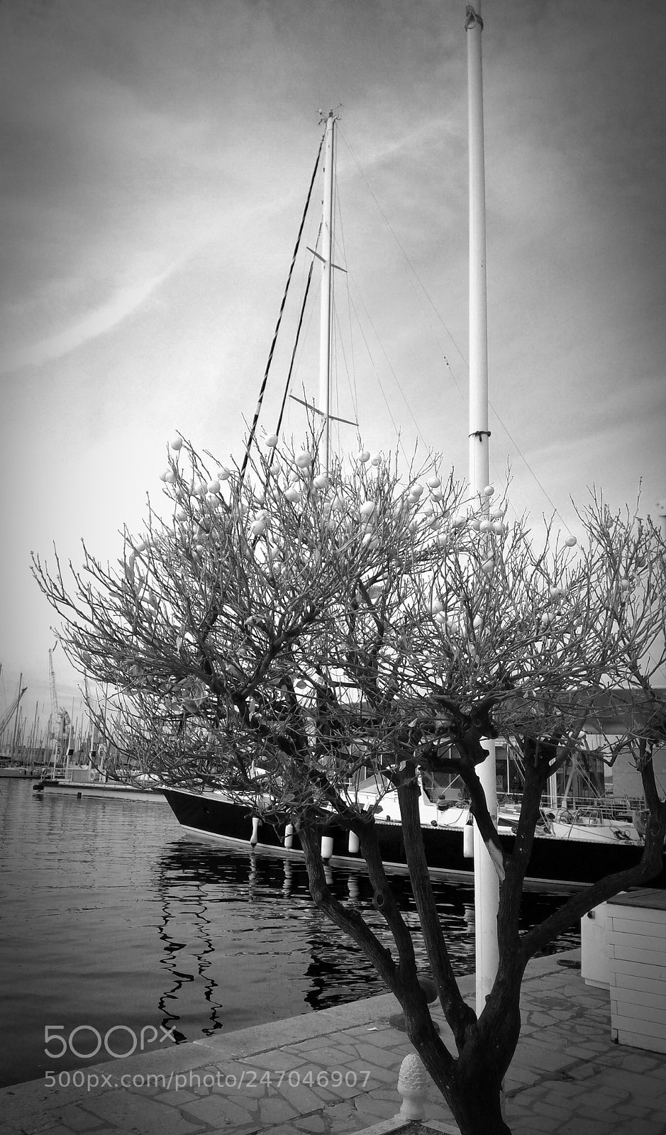 ASUS ZenFone 3 Max (ZC553KL) sample photo. Tree and boat photography