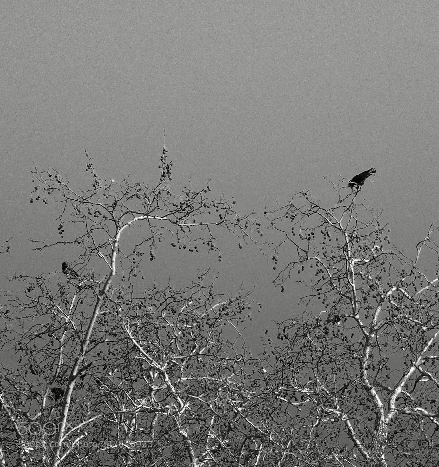 Sony Cyber-shot DSC-HX50V sample photo. In the trees s01091.1.6.2 photography