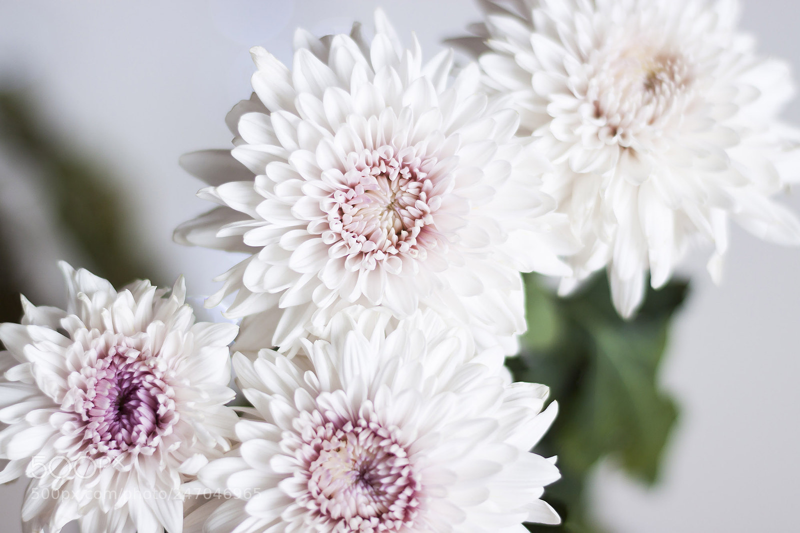 Canon EOS 500D (EOS Rebel T1i / EOS Kiss X3) sample photo. White flowers photography