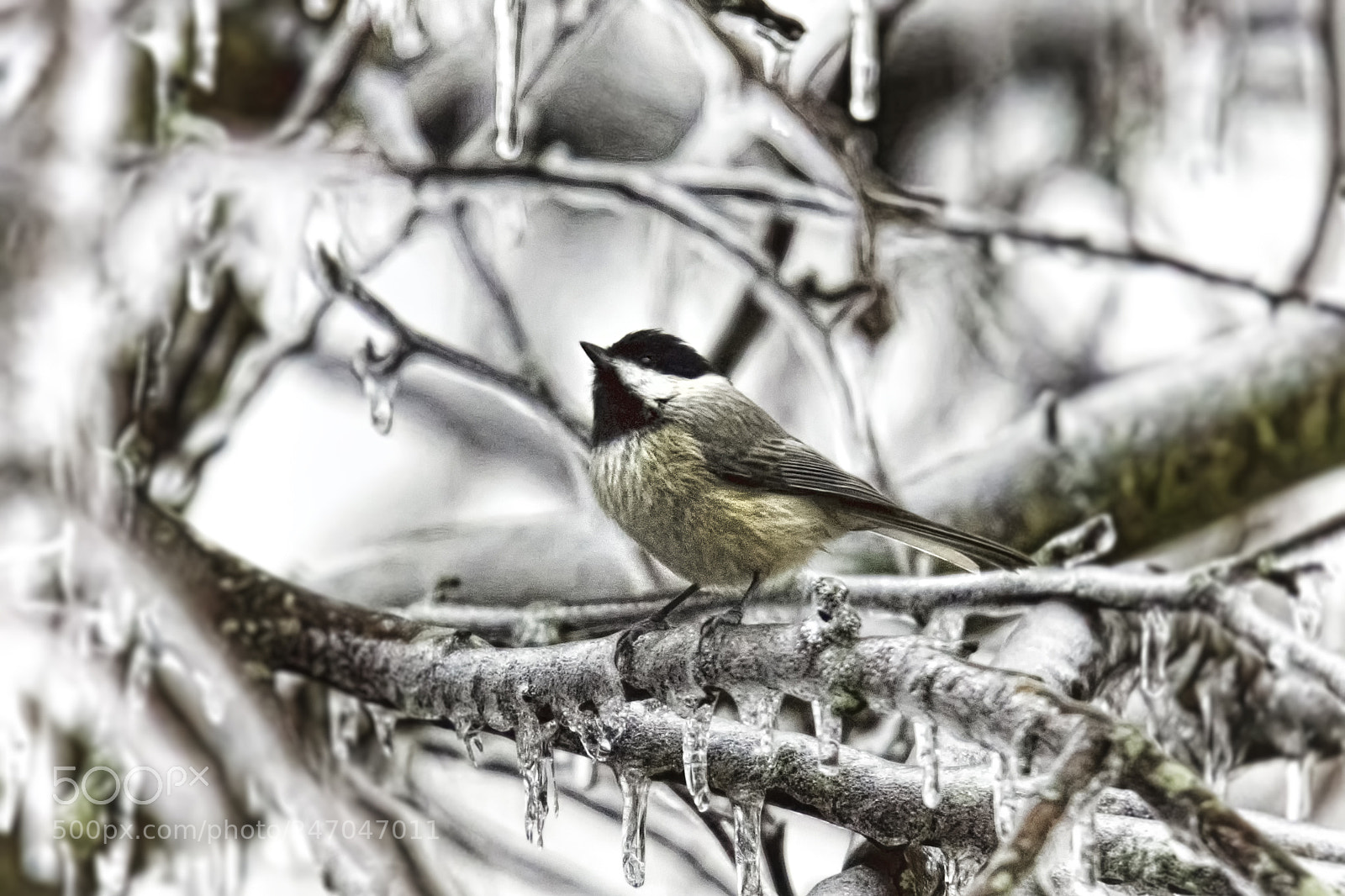 Sony SLT-A77 sample photo. Chickadee on ice photography