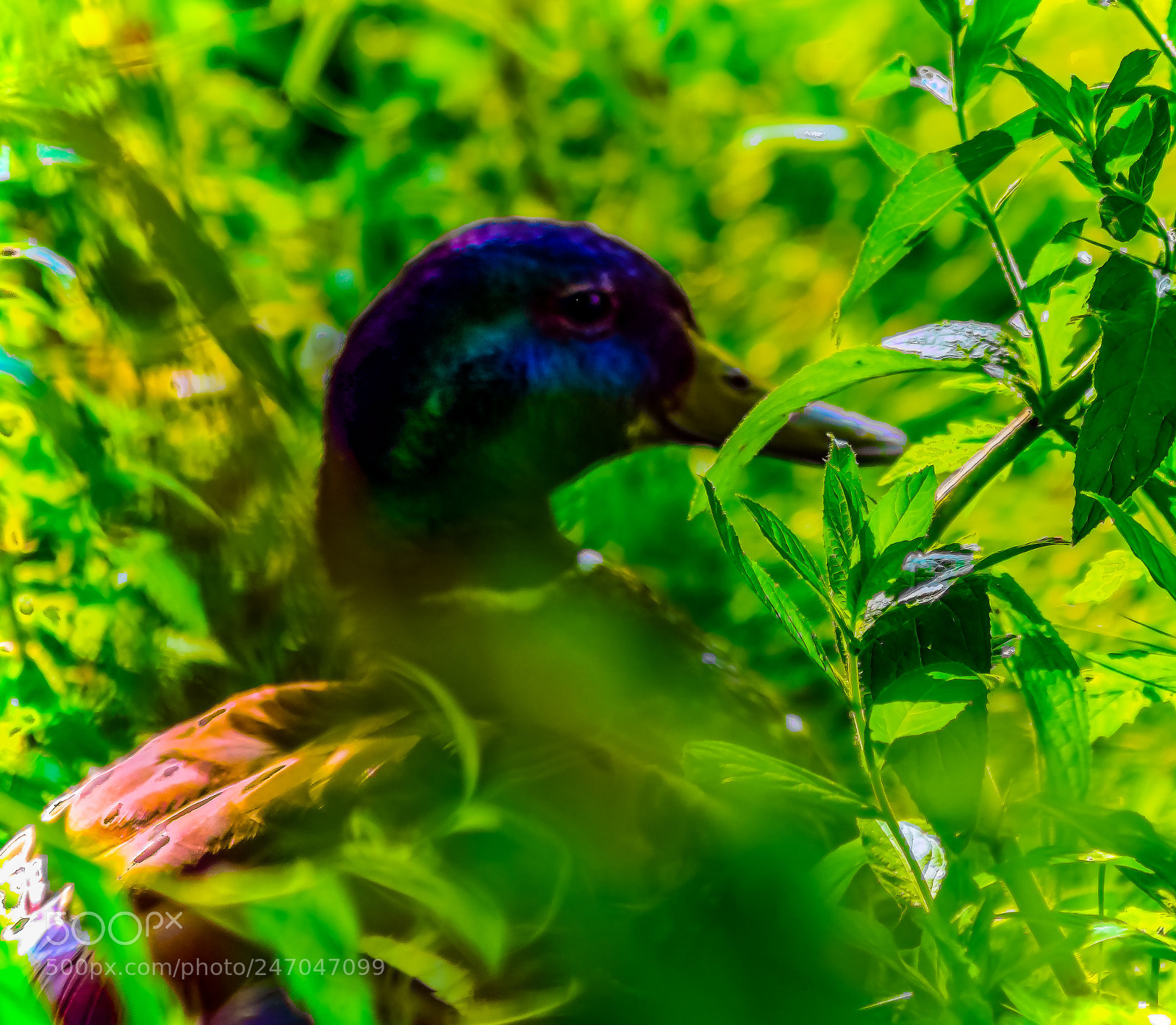 Nikon D3400 sample photo. Duck in the trees photography