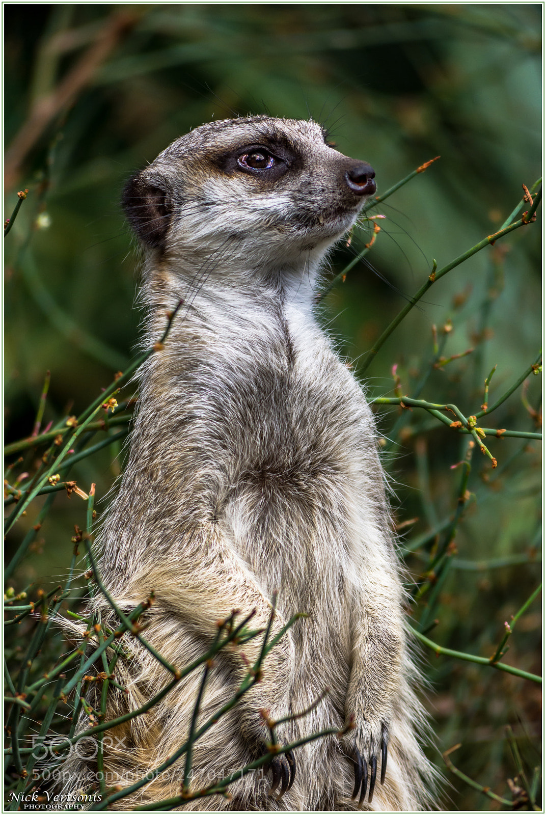 Nikon D7200 sample photo. Vigilance... photography