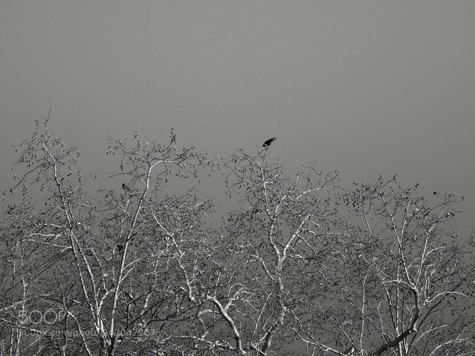 Sony Cyber-shot DSC-HX50V sample photo. In the trees s01091.1.6 photography