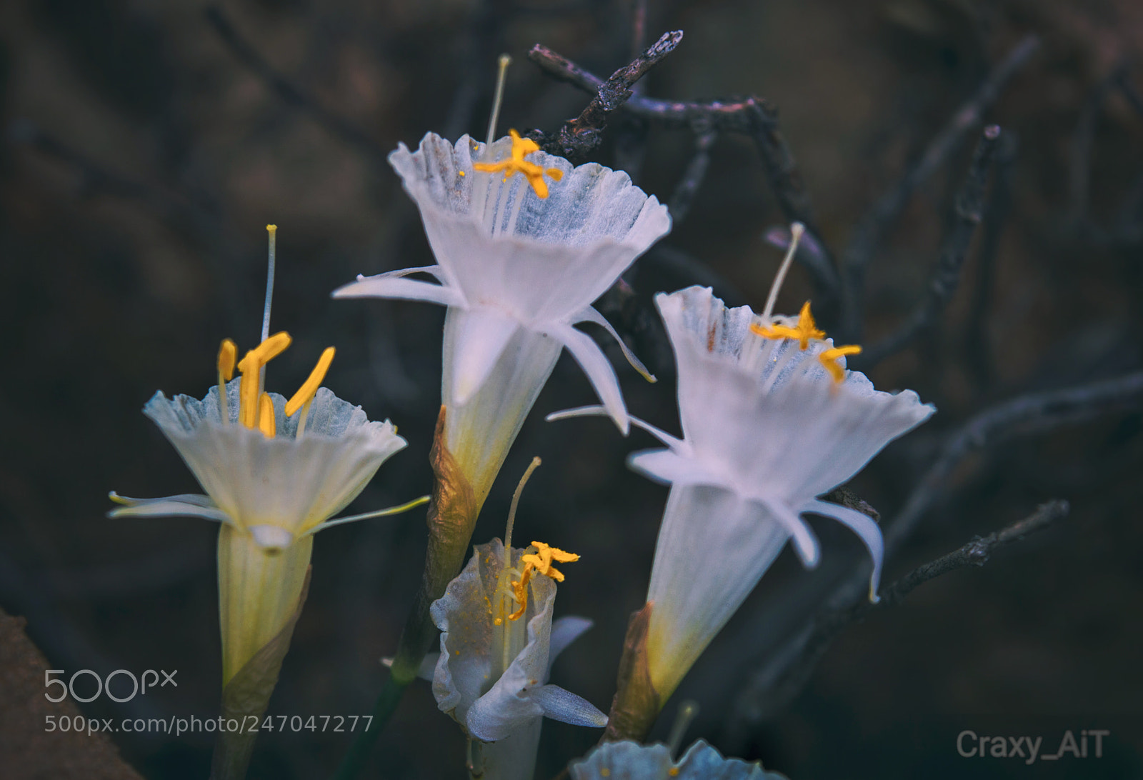 Nikon D3200 sample photo. Night flowers photography