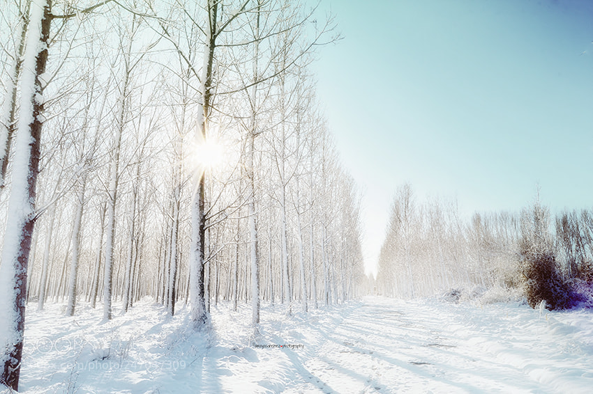 Nikon D3200 sample photo. Winter dreams.... photography