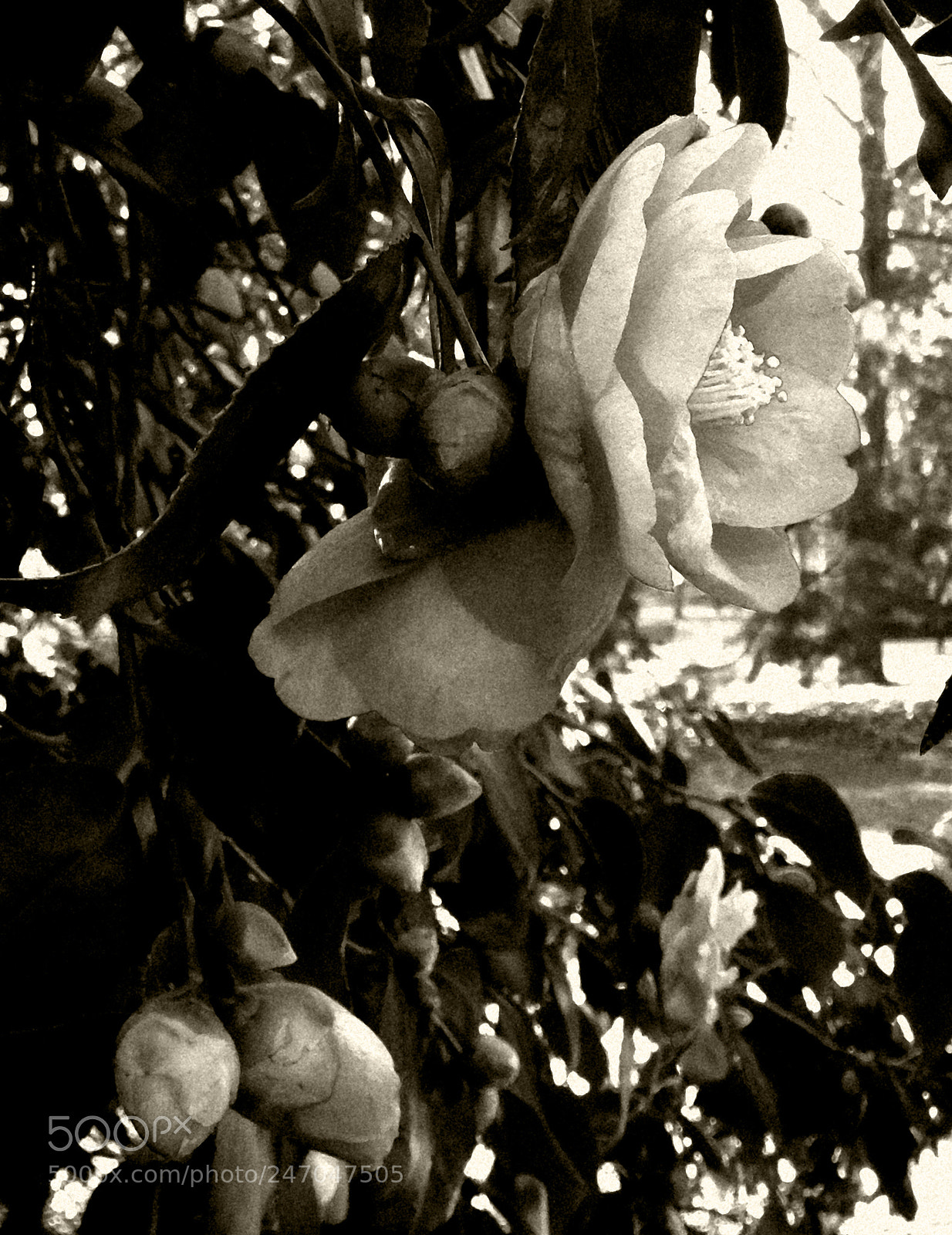 Sony Cyber-shot DSC-HX50V sample photo. Camellia s01094.1.2.4.1.1.6 photography