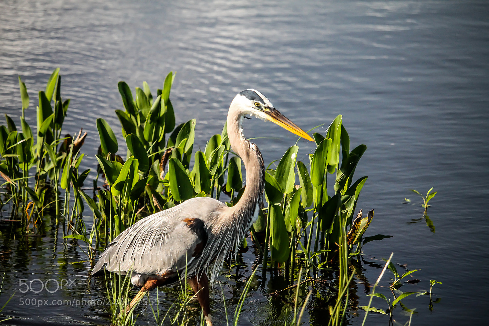 Canon EOS 1100D (EOS Rebel T3 / EOS Kiss X50) sample photo. Great blue heron-2 photography