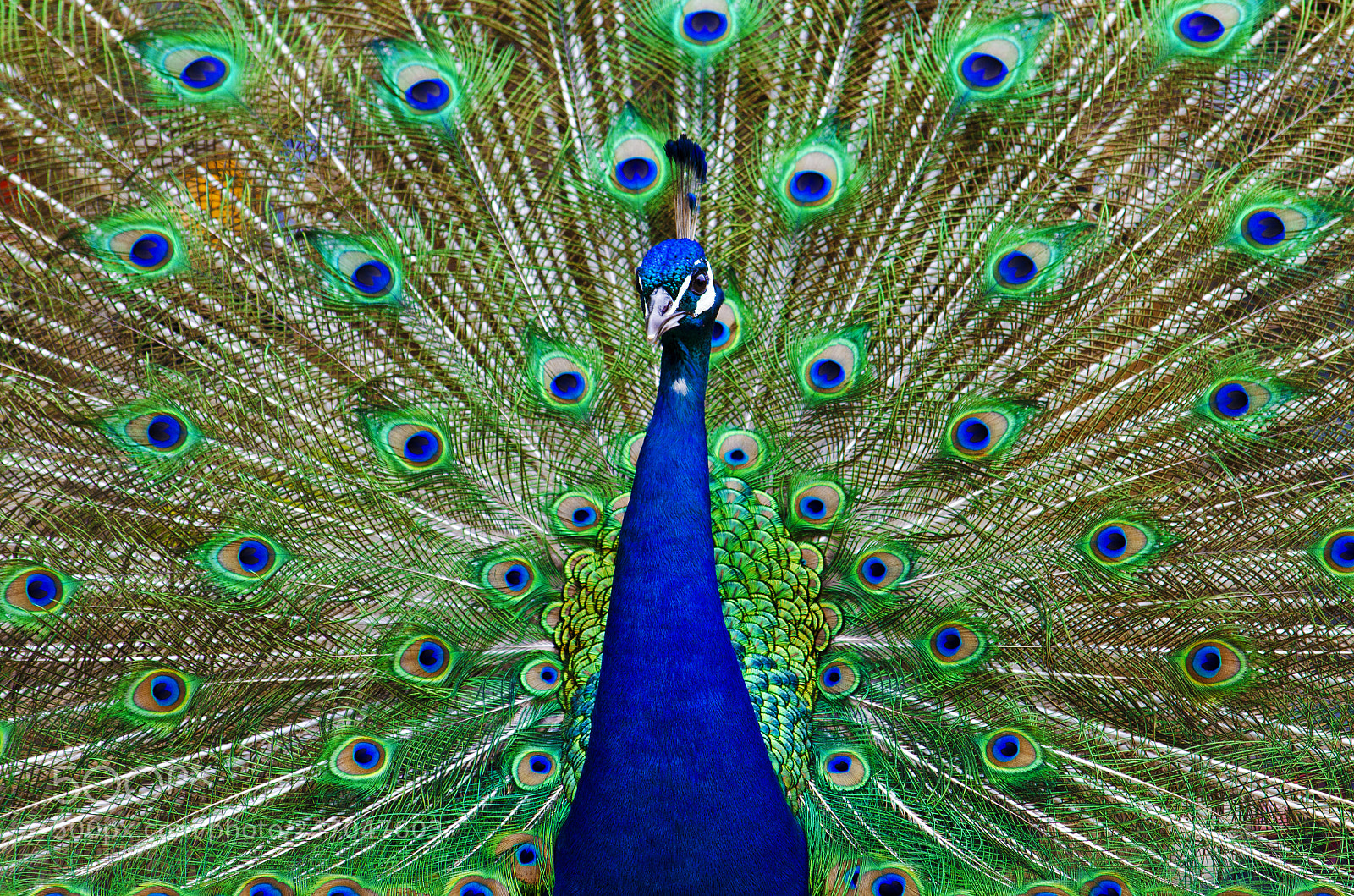 Nikon D5100 sample photo. Peacock blue photography