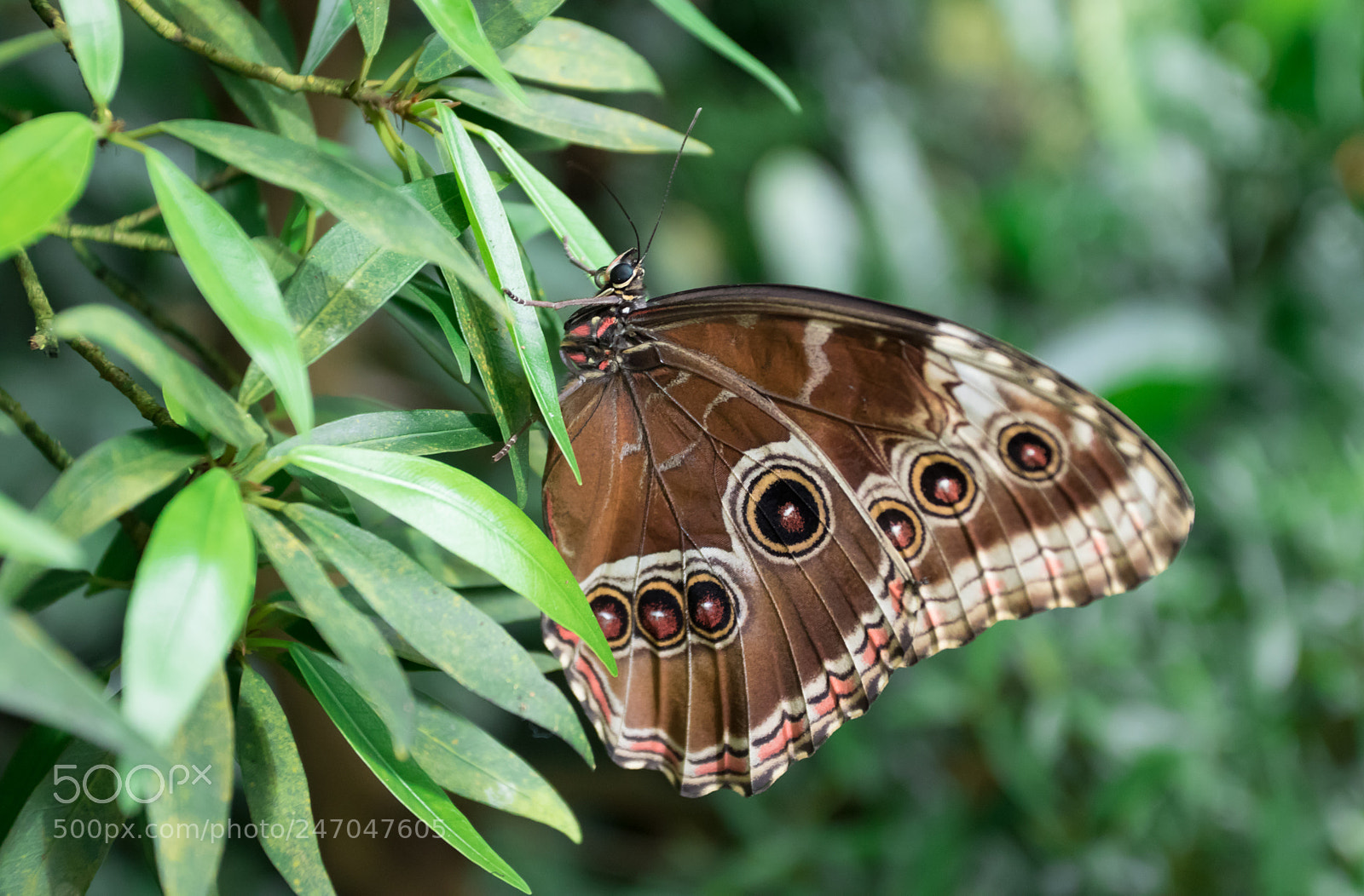Canon EOS 7D Mark II sample photo. Brown butterfly sitting on photography