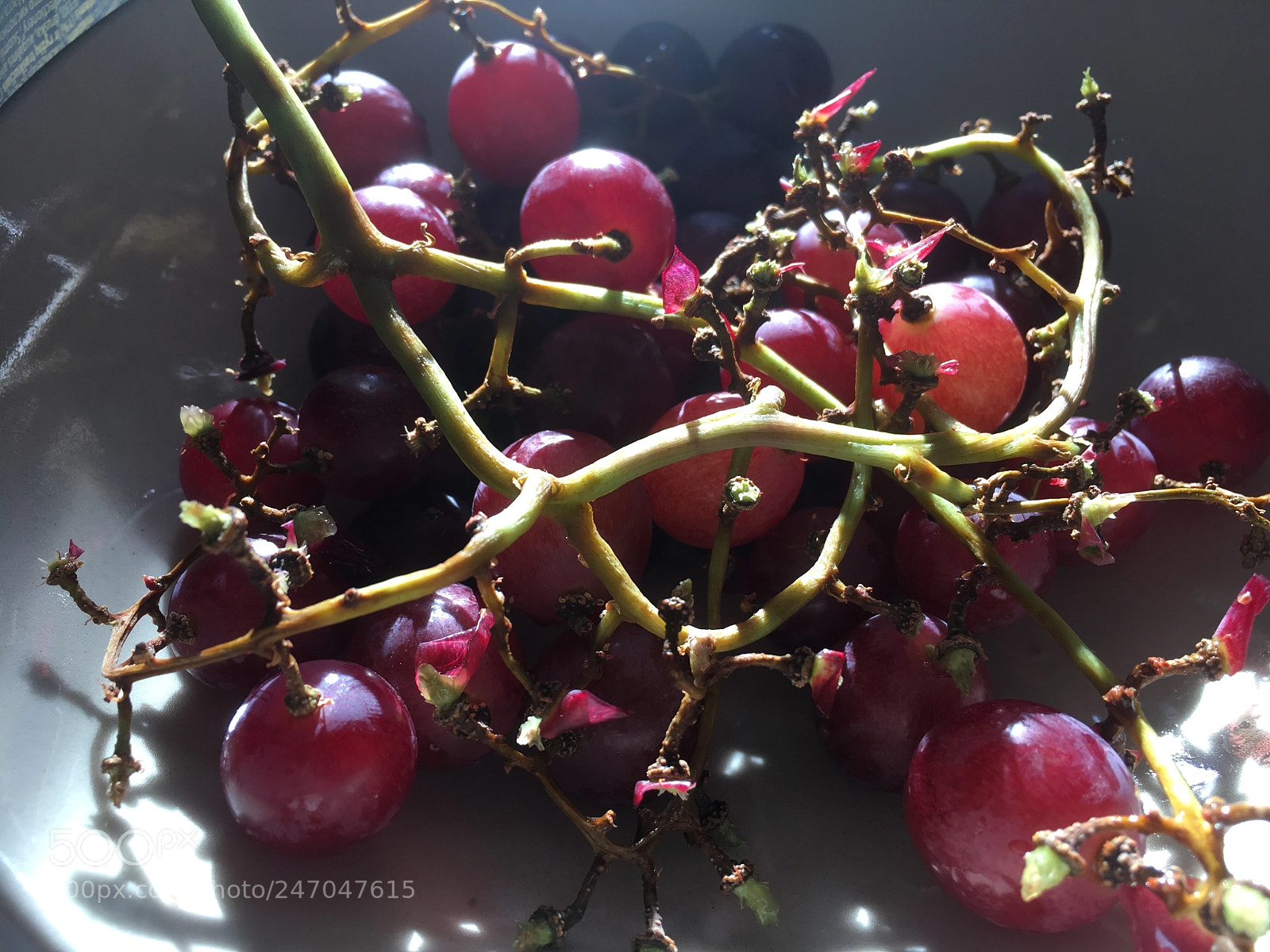 Apple iPhone SE sample photo. Grapes photography