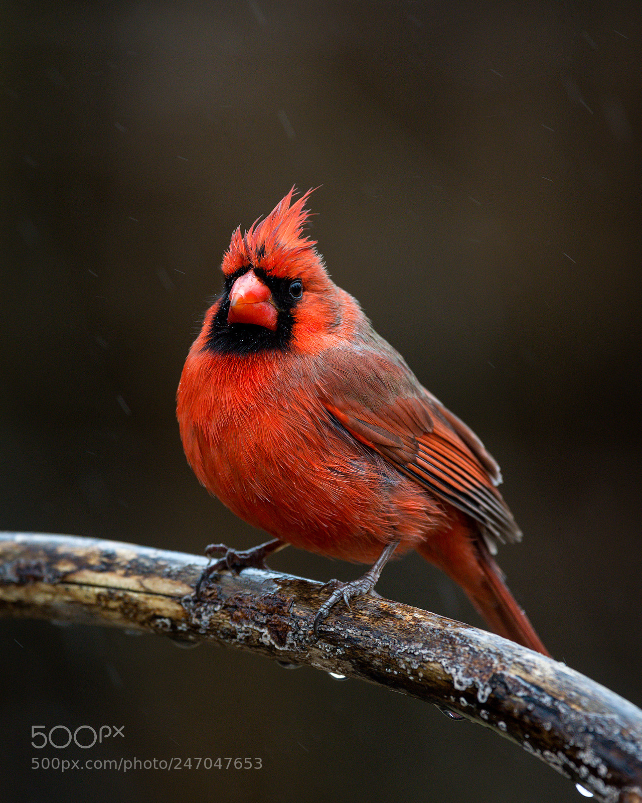 Nikon D7100 sample photo. Angry bird photography