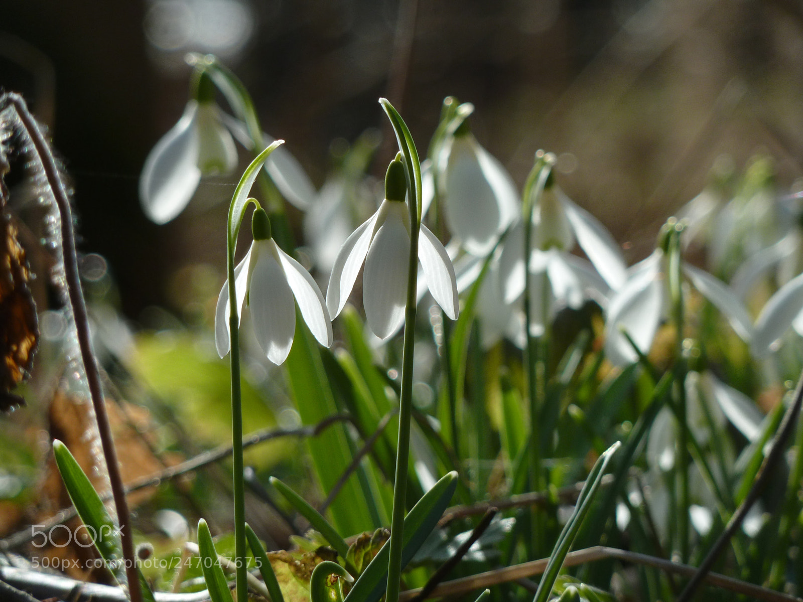 Panasonic Lumix DMC-ZS5 (Lumix DMC-TZ8) sample photo. Snowdrops photography