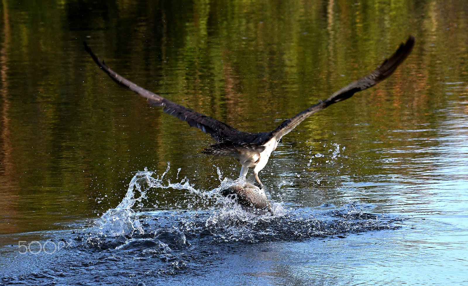 Nikon D500 sample photo. Heavy lifting photography