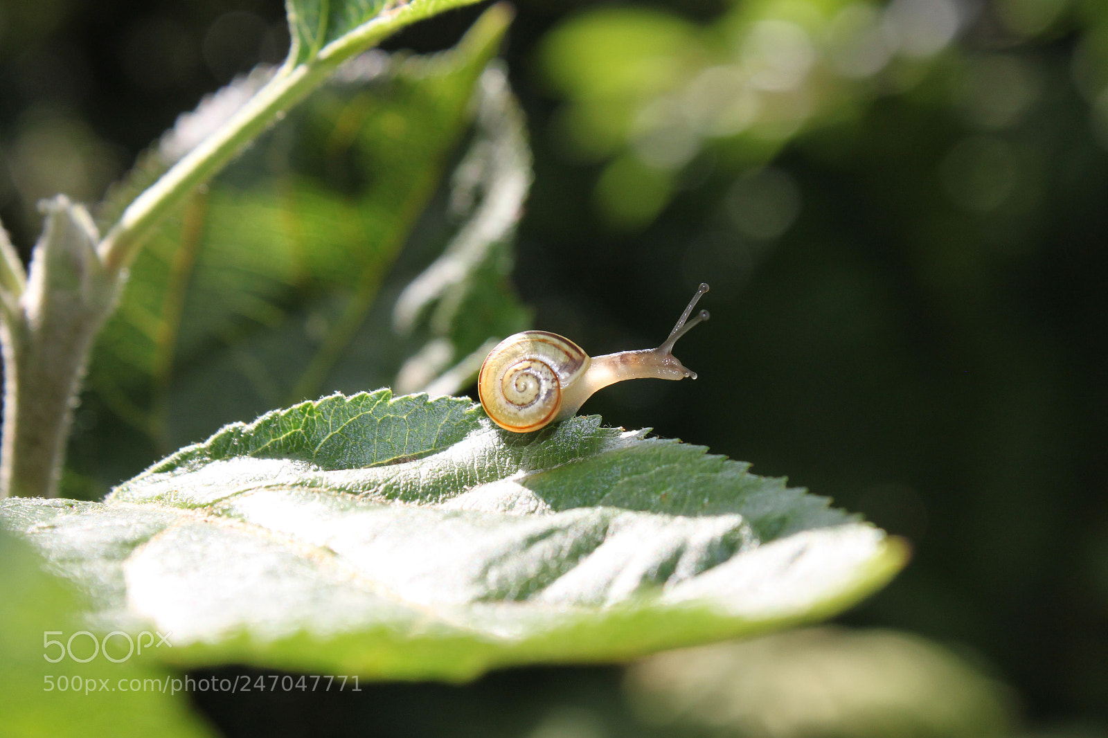 Canon EF-S 18-55mm F3.5-5.6 IS sample photo. Img photography