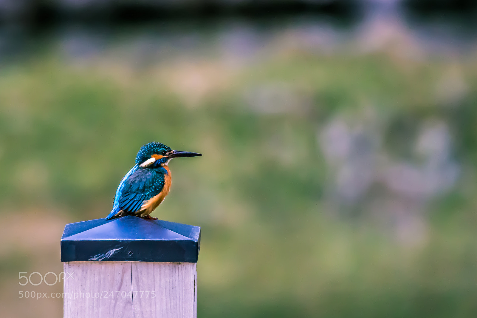 Canon EOS 7D Mark II sample photo. Bird photography