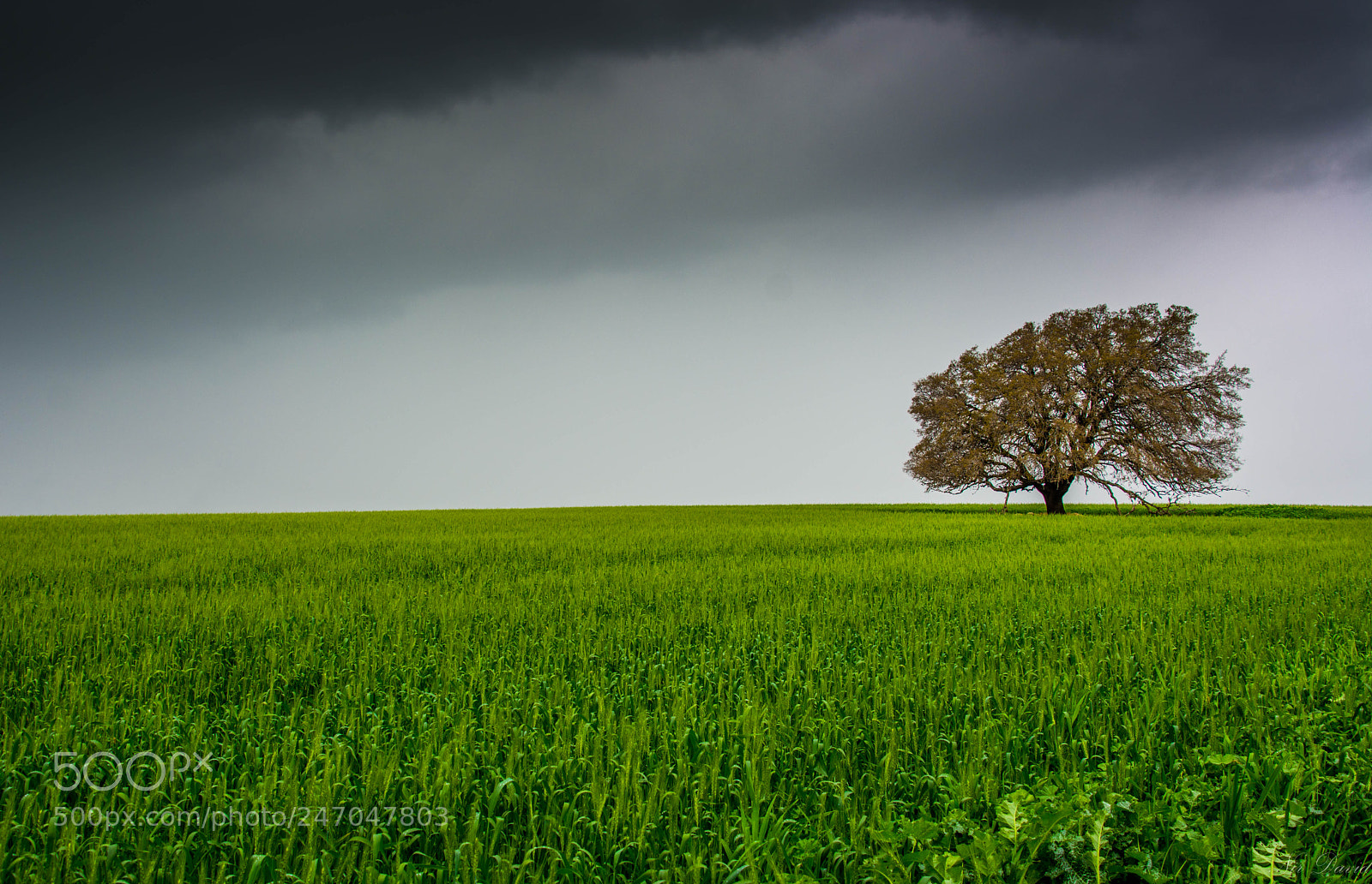 Nikon D7100 sample photo. 9-1896.jpg photography