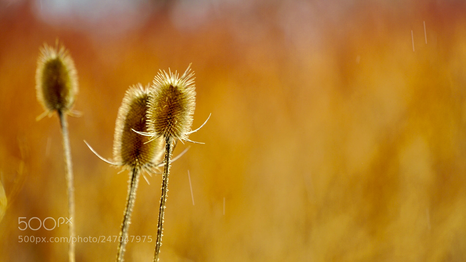 Sony a7R II sample photo. Raining at early spring photography