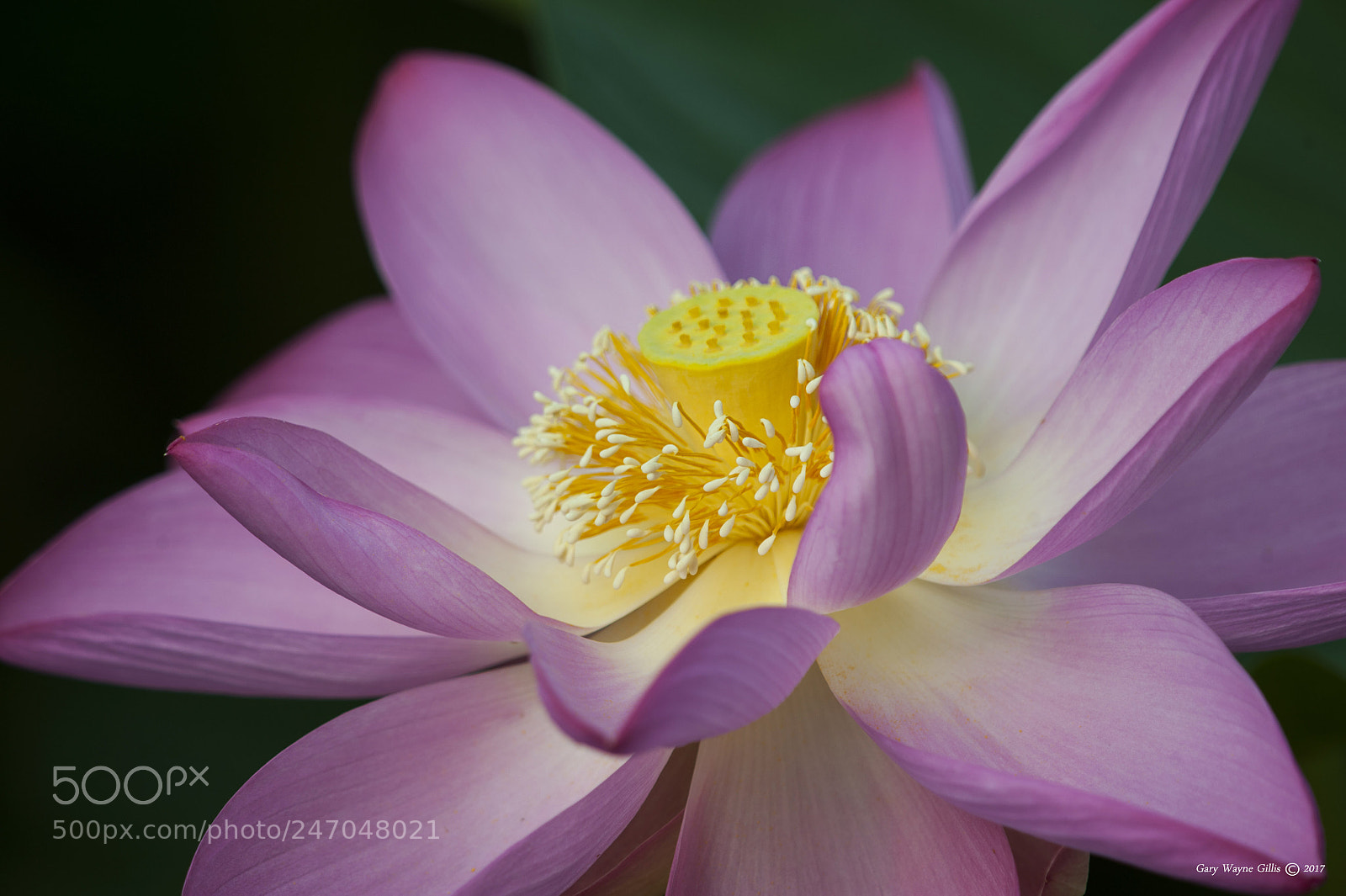 Nikon D700 sample photo. Water lotus/lilies photography