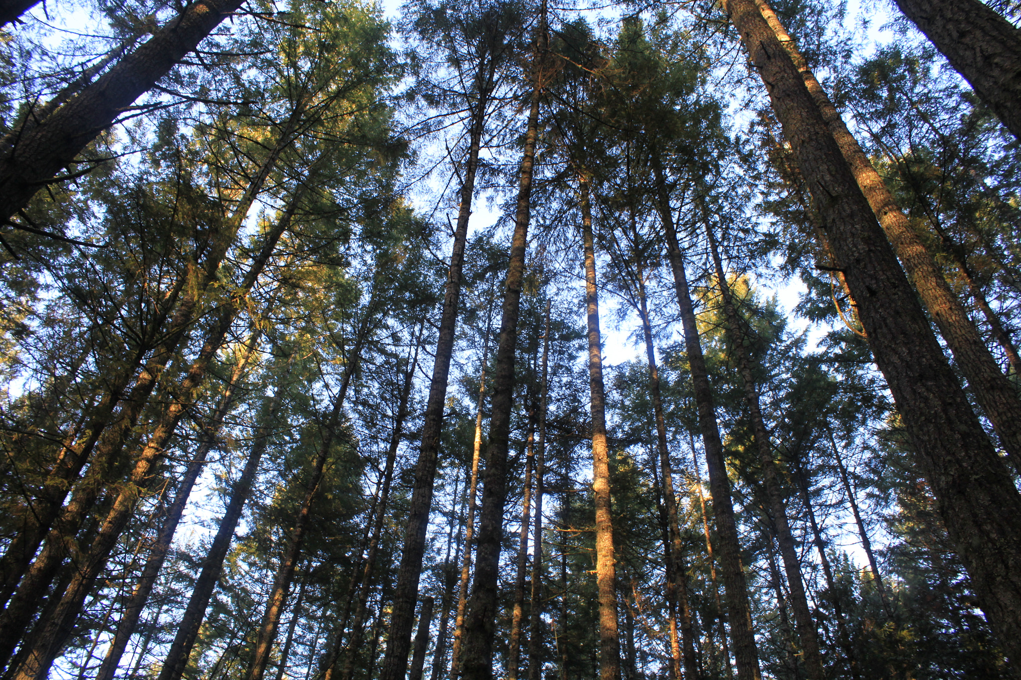 Canon EF-S 18-55mm F3.5-5.6 IS sample photo. Evergreen tree canopy photography
