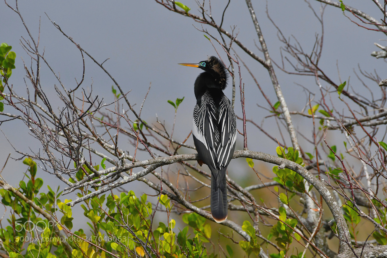 Nikon AF-S Nikkor 200-500mm F5.6E ED VR sample photo. Taking some rest photography
