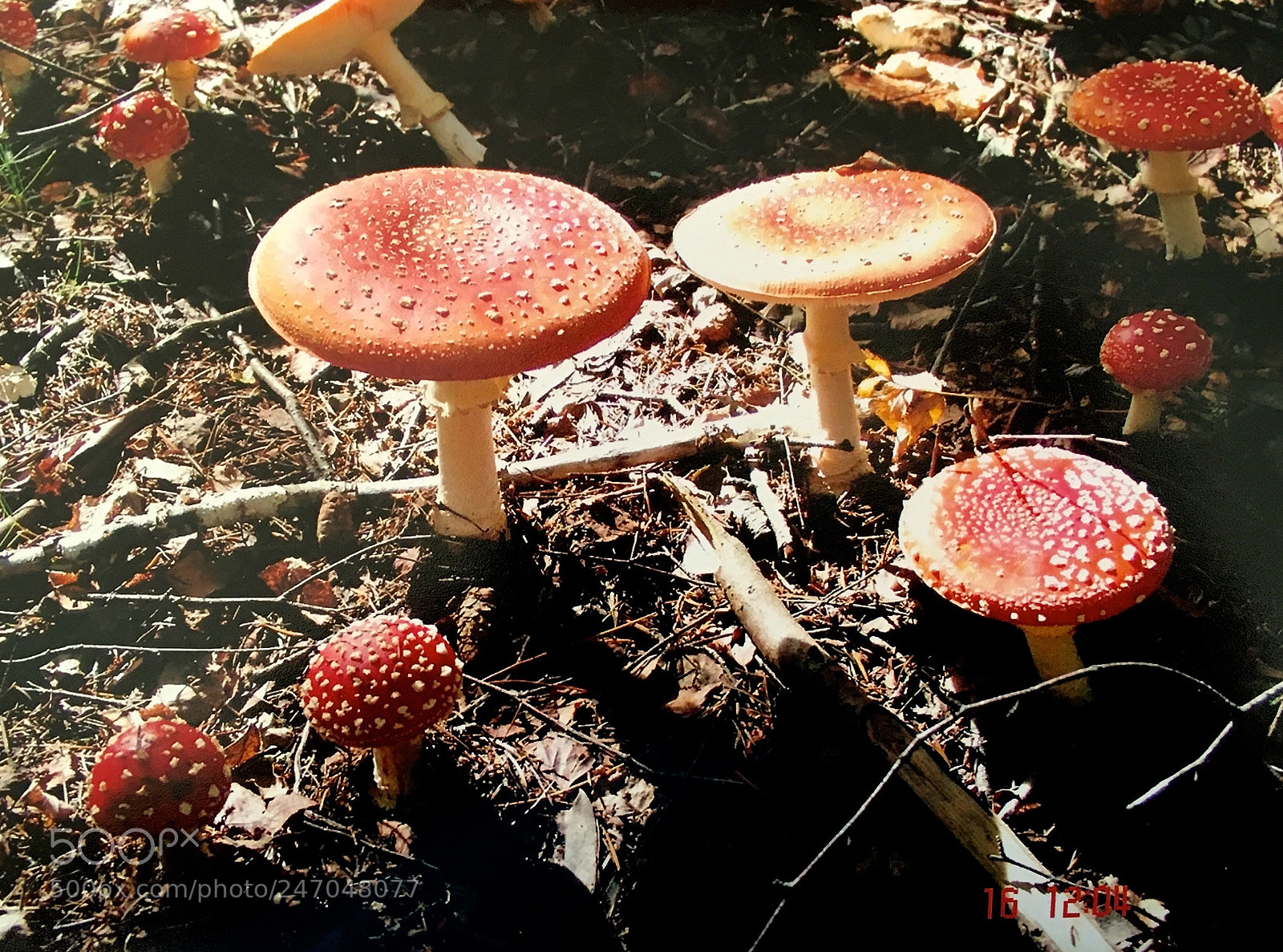 Apple iPhone 6s sample photo. Toadstools photography