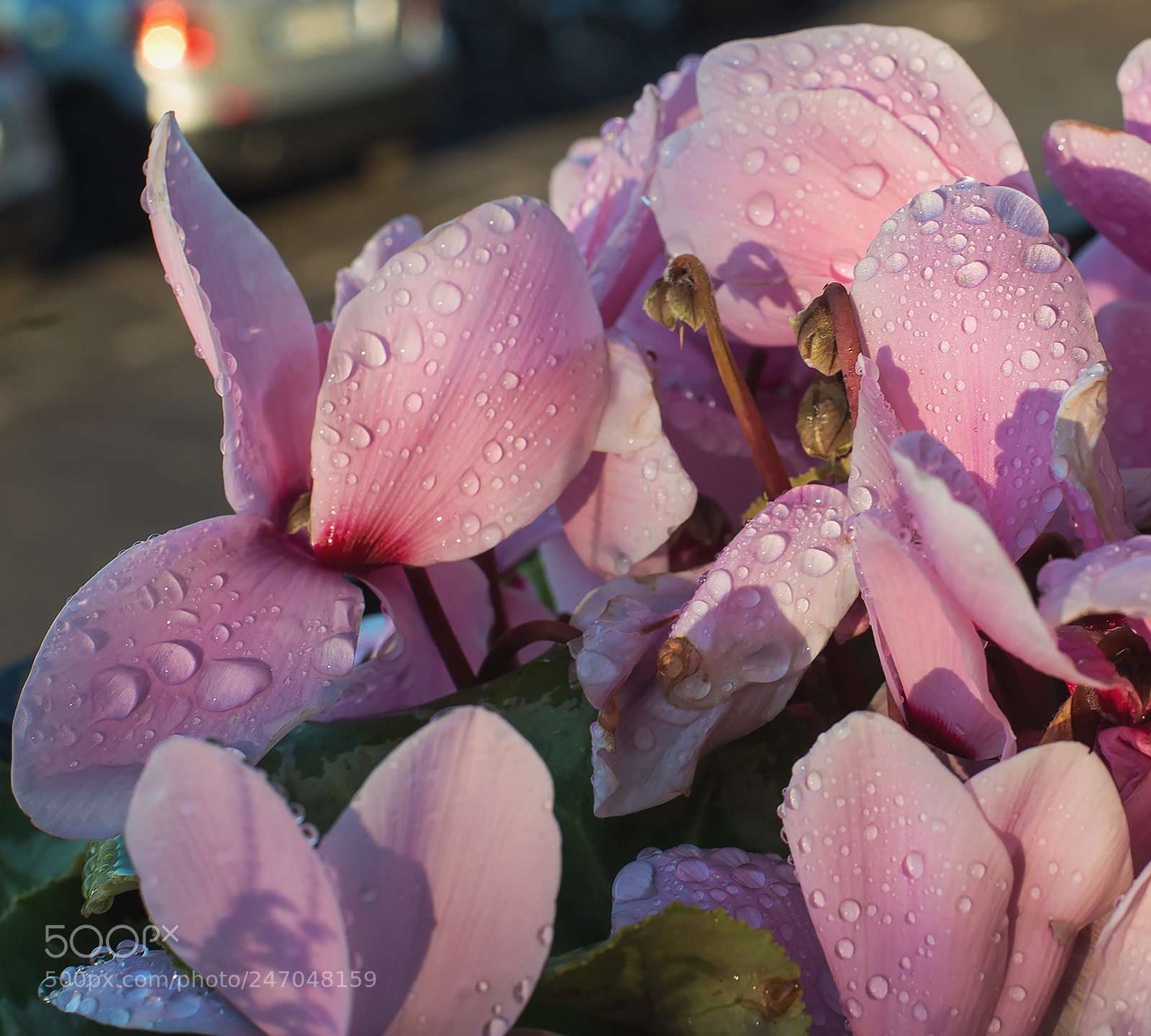 Nikon D610 sample photo. Gocce due photography