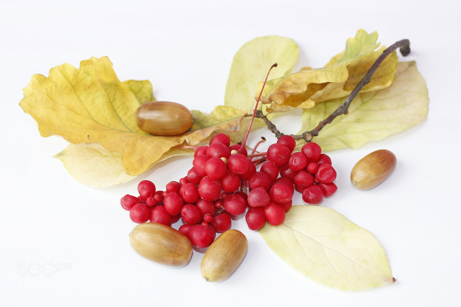 Canon EOS 600D (Rebel EOS T3i / EOS Kiss X5) sample photo. Branches of red ripe photography
