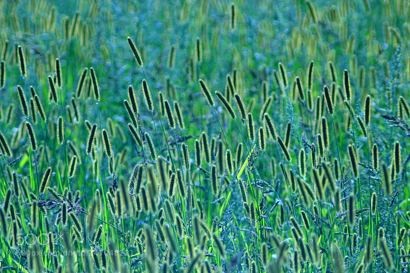 Canon EOS 600D (Rebel EOS T3i / EOS Kiss X5) sample photo. Meadow with green grass photography