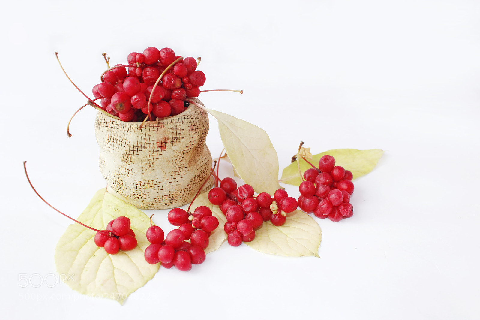 Canon EOS 600D (Rebel EOS T3i / EOS Kiss X5) sample photo. Schisandra berries and leaves photography