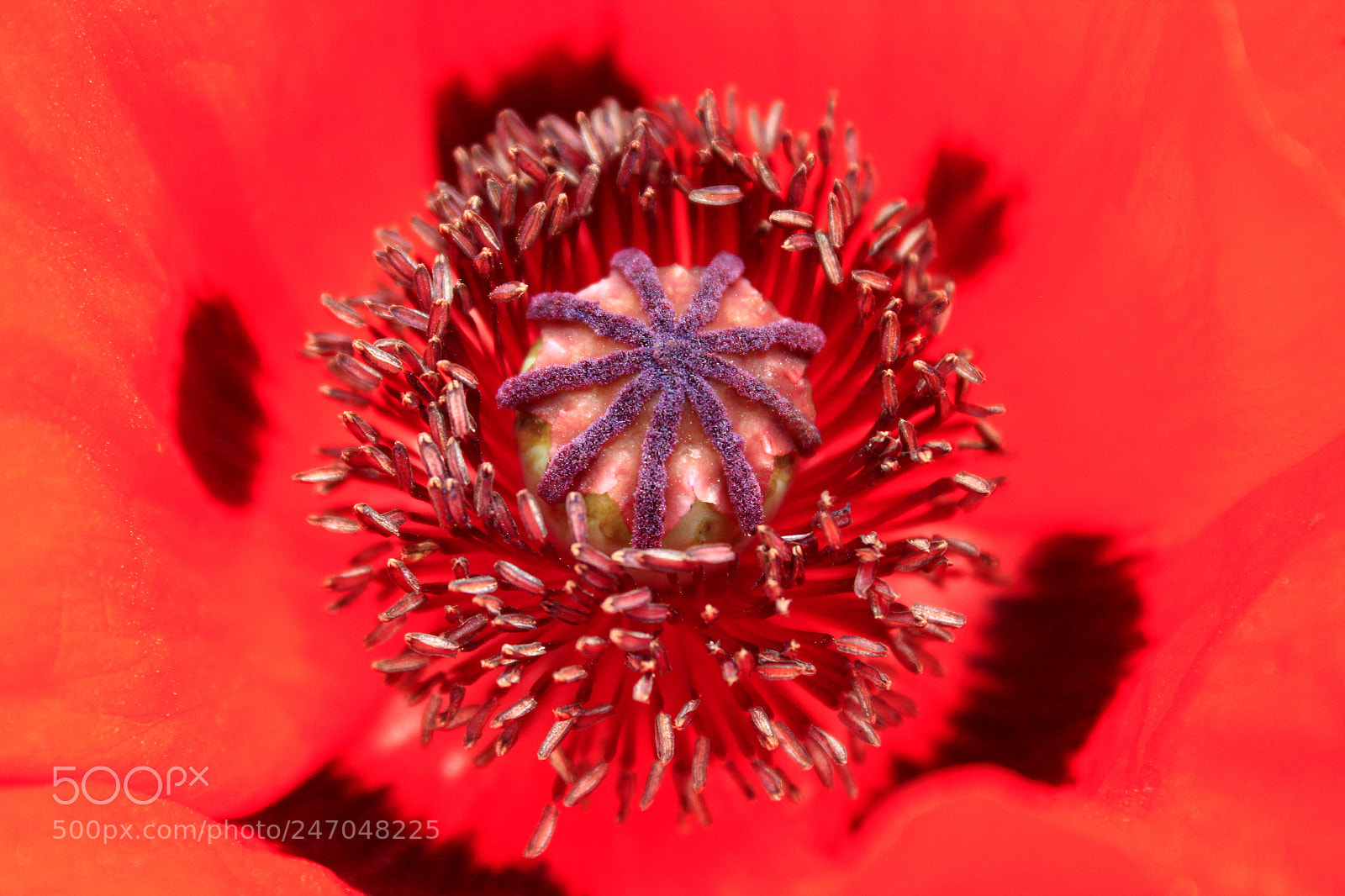 Canon EOS 600D (Rebel EOS T3i / EOS Kiss X5) sample photo. Poppy. the central part photography