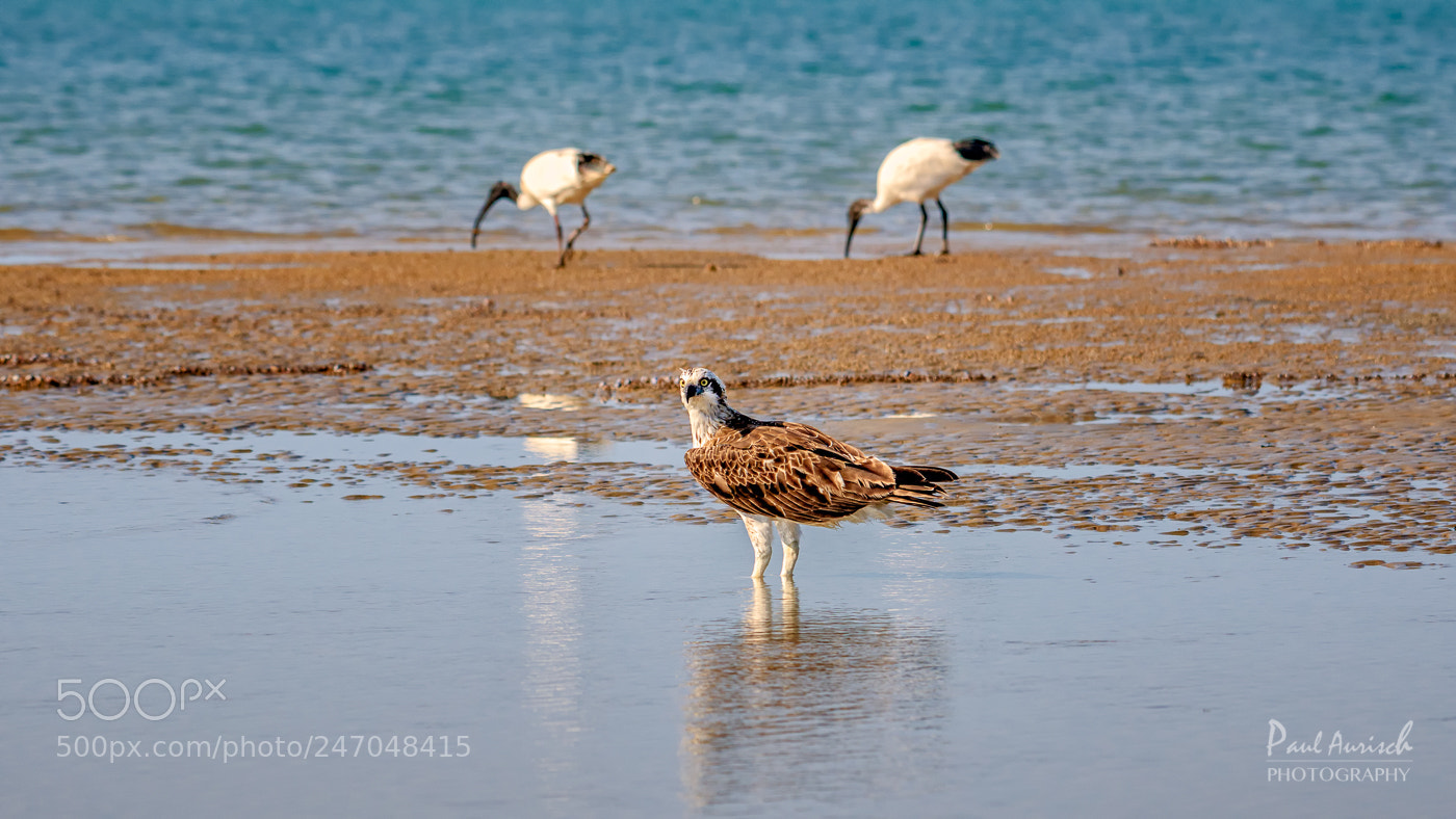 Nikon D500 sample photo. Osprey photography