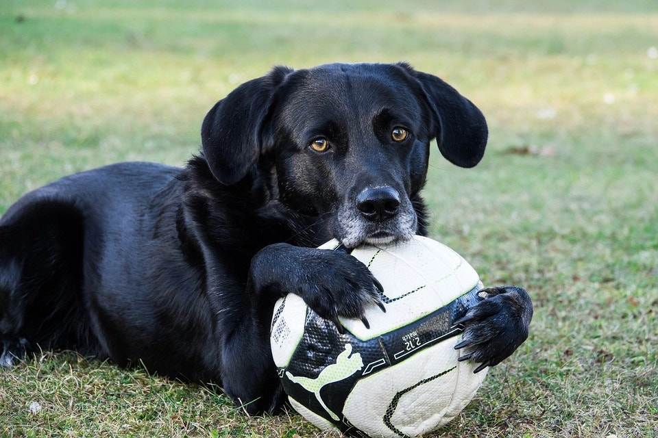Sony Cyber-shot DSC-RX10 III sample photo. Collies stirling photography