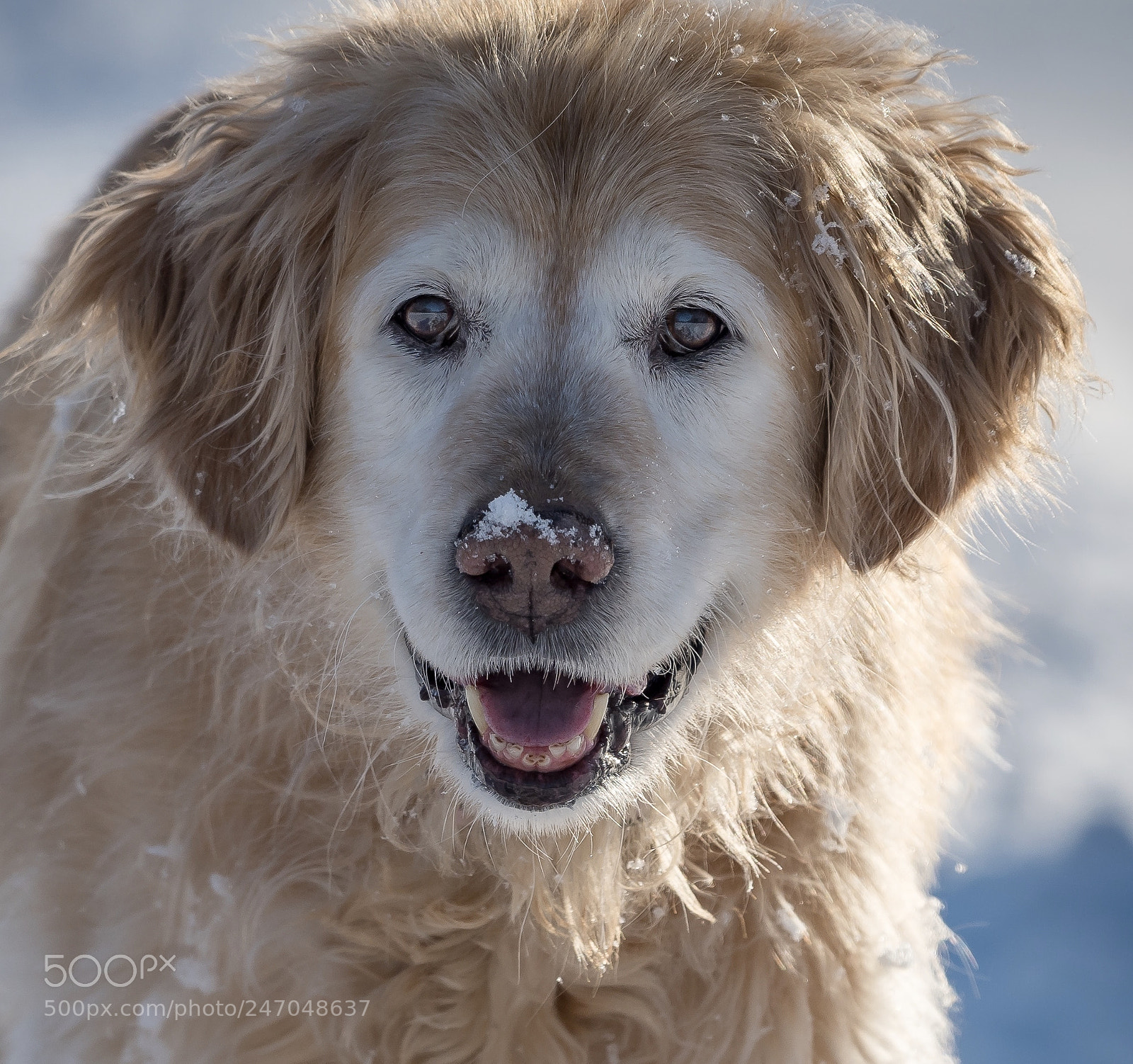 Nikon D500 sample photo. Golden enjoying the snow photography