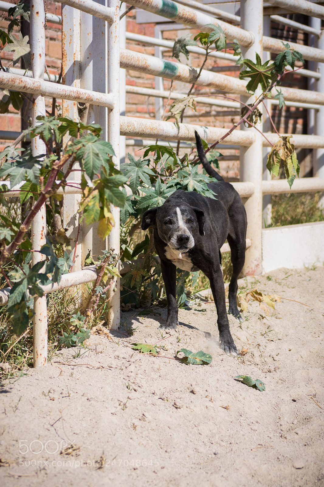 Nikon D3400 sample photo. Animals, horses photography