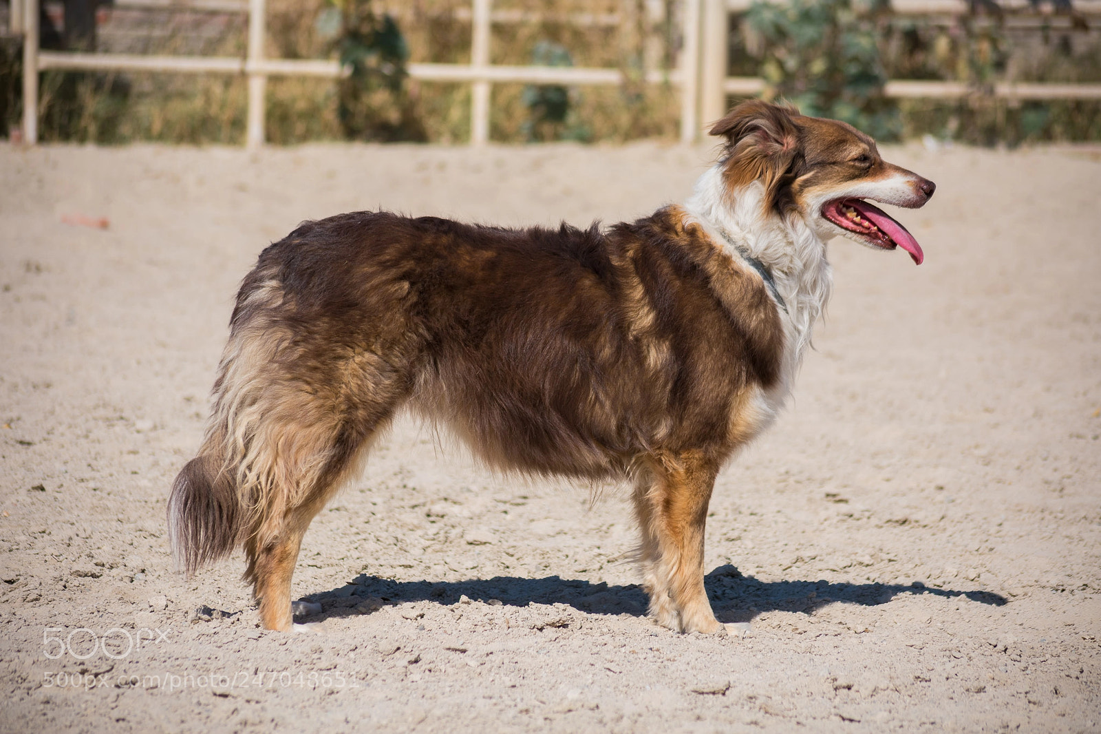 Nikon D3400 sample photo. Animals, horses photography