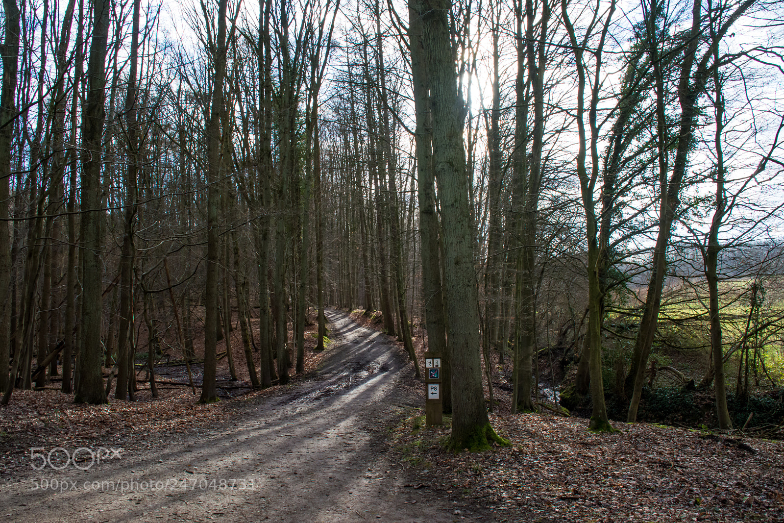 Nikon D5200 sample photo. Winter's sun. photography