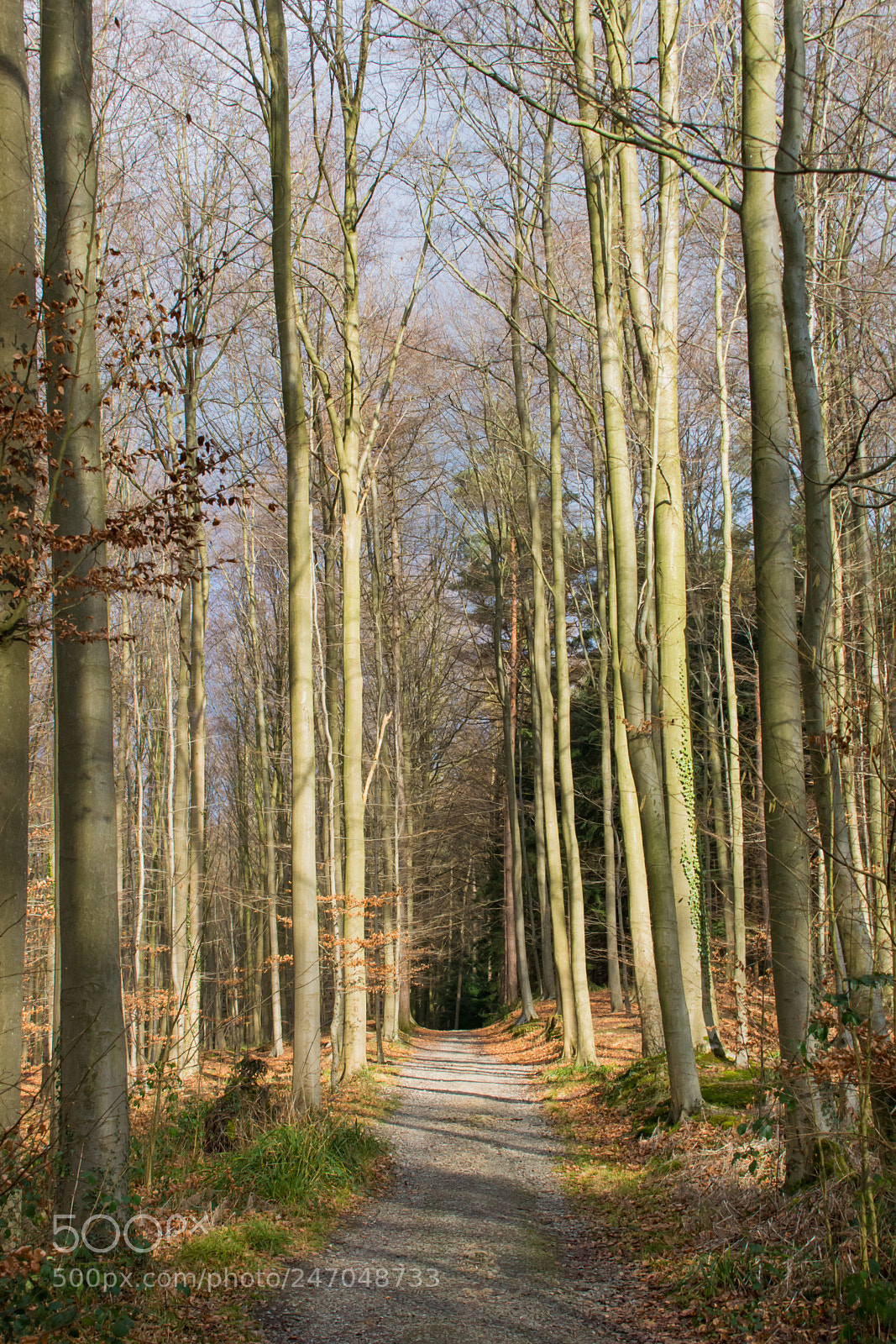Nikon D5200 sample photo. Winter's light on the photography