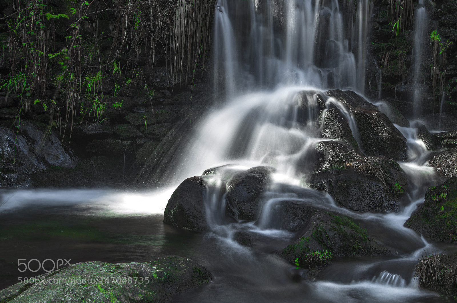 Pentax K-50 sample photo. Everything lives with water photography