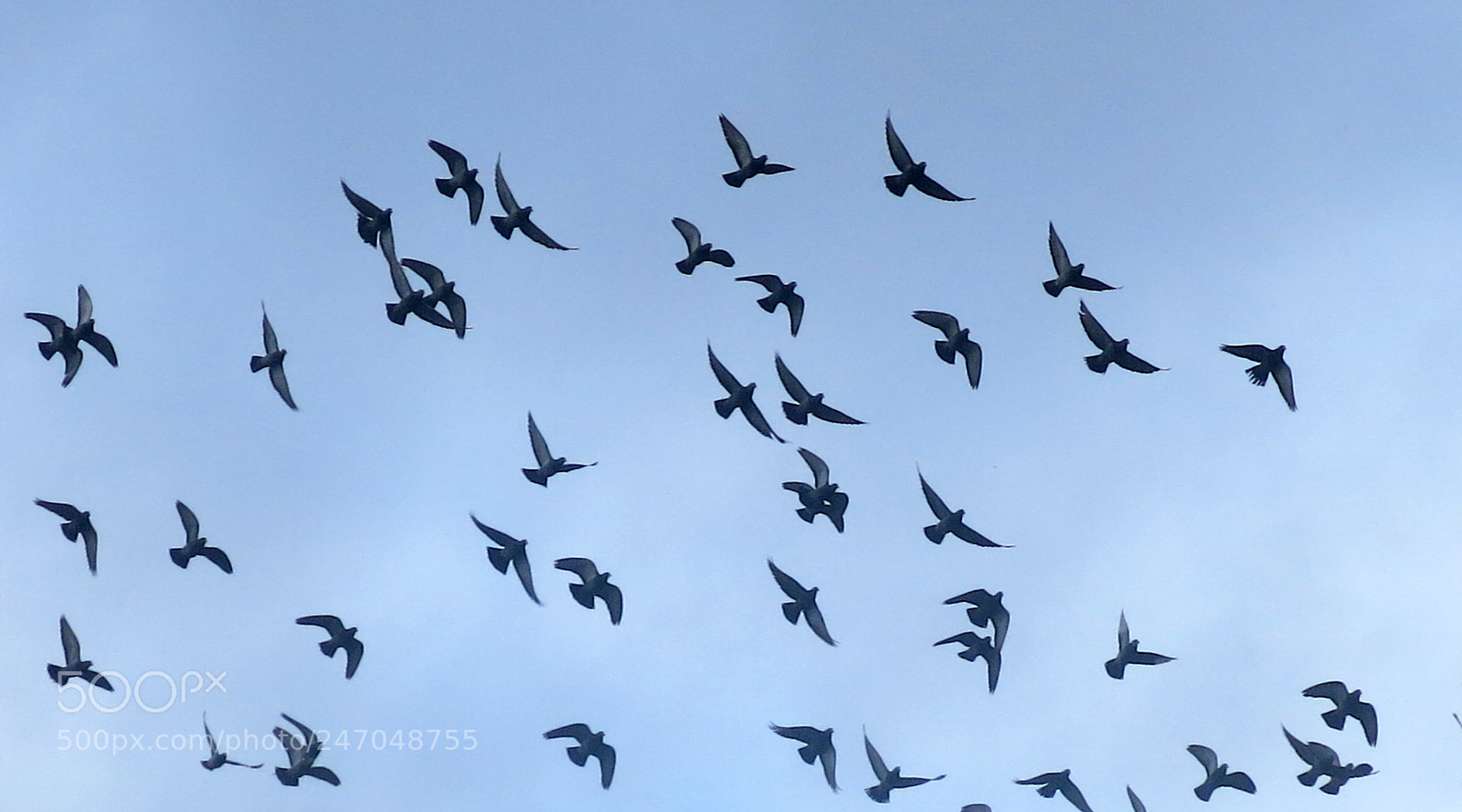 Canon PowerShot G15 sample photo. A flock of pigeons photography