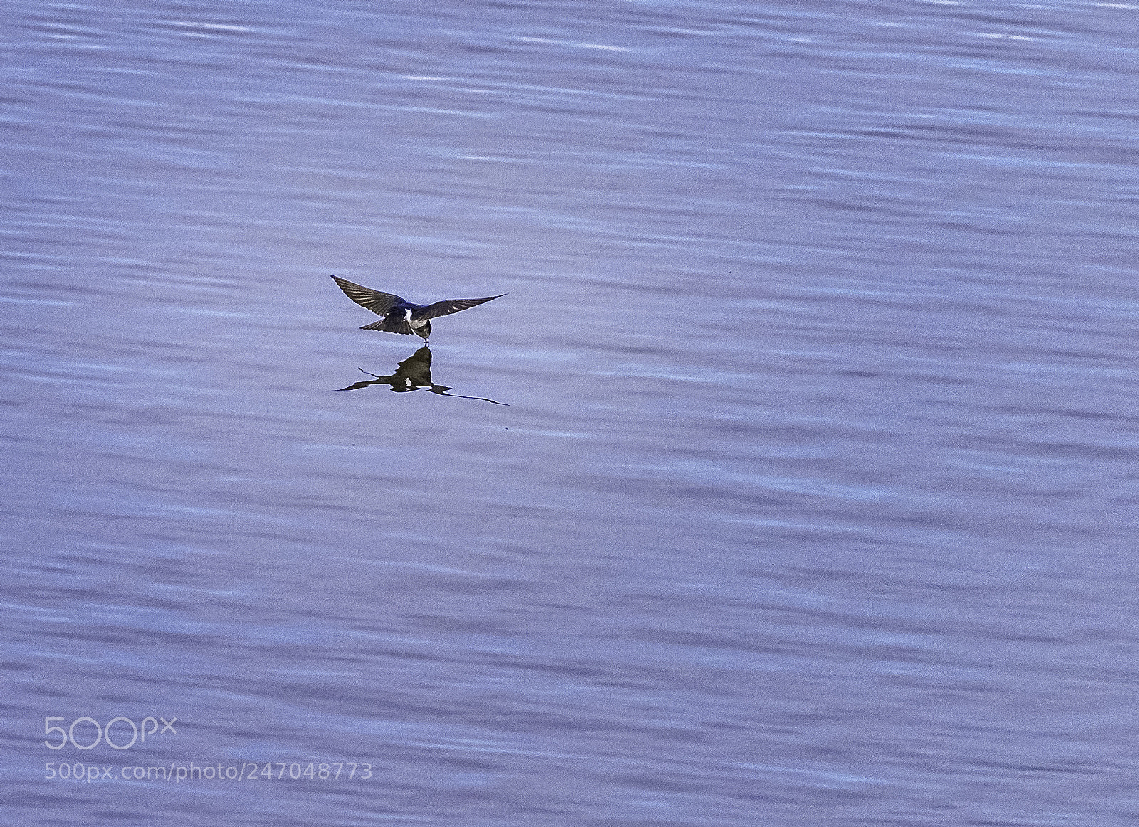 Nikon D810 sample photo. Tree swallow photography
