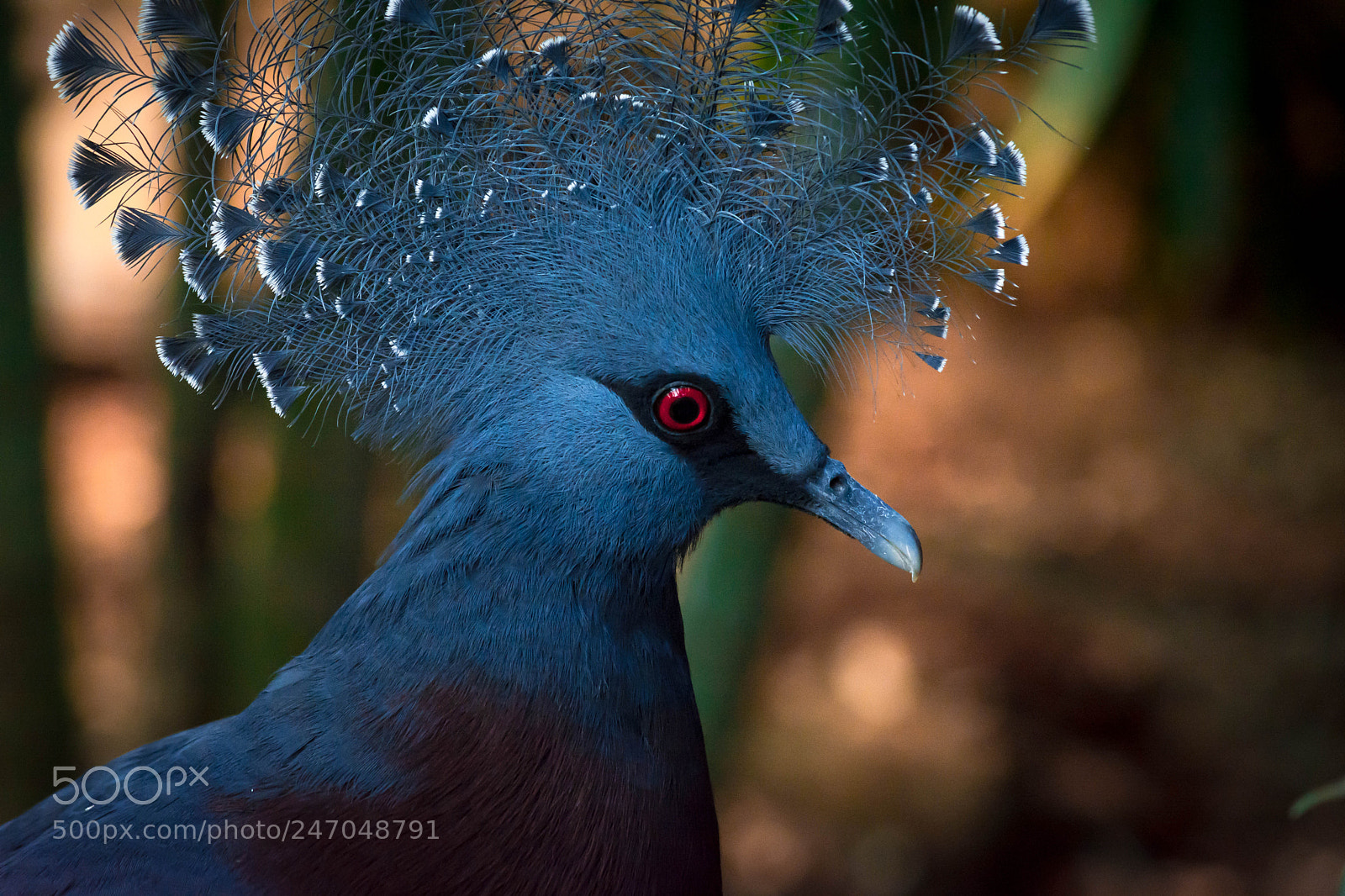 Nikon D5200 sample photo. Bird head photography