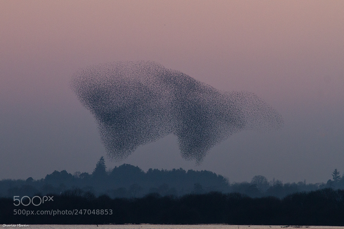 Canon EOS 7D sample photo. Etourneau sansonnet (sturnus vulgaris) photography