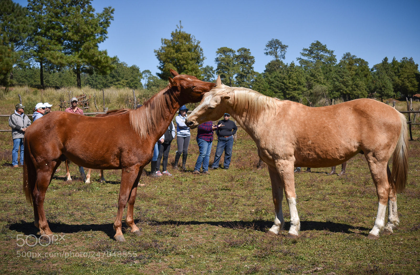 Nikon D3400 sample photo. Caballos photography