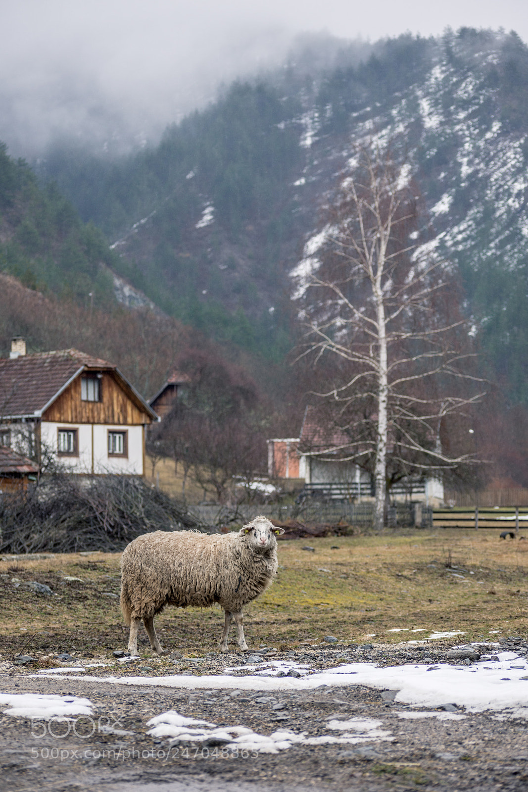 Nikon D7200 sample photo. Electric sheep? photography