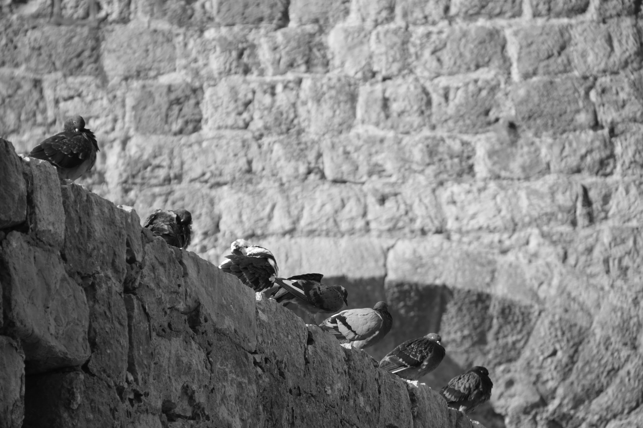 Sigma 18-200mm F3.5-6.3 II DC OS HSM sample photo. Pigeons at the wall photography
